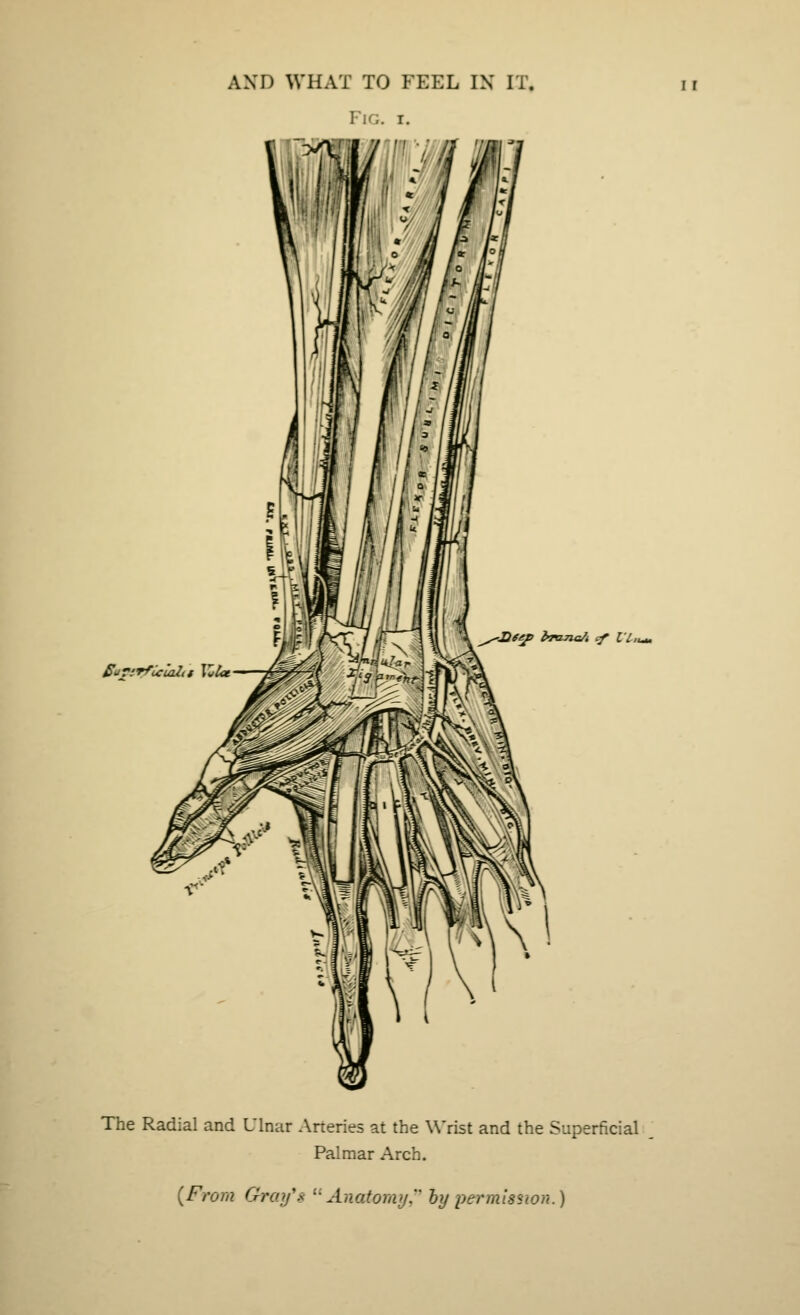 £>tiT!Tftfla2< fatmcA cf Vlnm The Radial and Ulnar Arteries at the Wrist and the Superficial Palmar Arch. [From Gray's Anatomy, by permission.)