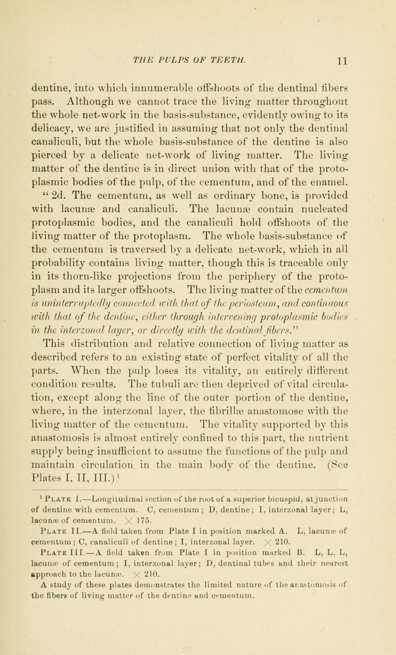 dentine, into which innumerable offshoots of the dentinal fibers pass. Although we cannot trace the living matter throughout the whole net-work in the basis-substance, evidently owing to its delicacy, we are justified in assuming that not only the dentinal canaliculi, but the whole basis-substance of the dentine is also pierced by a delicate net-work of living matter. The living matter of the dentine is in direct union with that of the proto- plasmic bodies of the pulp, of the cementum, and of the enamel.  2d. The cementum, as wrell as ordinary bone, is provided with lacuna? and canaliculi. The lacunas contain nucleated protoplasmic bodies, and the canaliculi hold offshoots of the living matter of the protoplasm. The whole basis-substance of the cementum is traversed by a delicate net-work, which in all probability contains living matter, though this is traceable only in its thorn-like projections from the periphery of the proto- plasm and its larger offshoots. The living matter of the cementum is uninterruptedly connected with that of the periosteum, and continuous with that of the dentine, either through intervening protoplasmic bodies in the interzonal layer, or directly with the dentinal fibers. This distribution and relative connection of living matter as described refers to an existing state of perfect vitality of all the parts. When the pulp loses its vitality, an entirely different condition results. The tubuli are then deprived of vital circula- tion, except along the line of the outer portion of the dentine, where, in the interzonal layer, the fibrillar anastomose with the living matter of the cementum. The vitality supported by this anastomosis is almost entirely confined to this part, the nutrient supply being insufficient to assume the functions of the pulp and maintain circulation in the main body of the dentine. (See Plates I, II, III.)' 1 Plata I.—Longitudinal section of the root of a superior bicuspid, at junction of dentine with cementum. C, cementum ; D, dentine ; I, interzonal layer ; L, lacunaj of cementum. X 175. Plate II.—A Held taken from Plate I in position marked A. L, lacunae of cementum; C, canaliculi of dentine; I, interzonal layer. X 210. Plate III. — A field taken from Plate I in position marked B. L, L, L, lacuna' of cementum ; I, interzonal layer; D, dentinal tubes and their nearest approach to the lacuna'. 210. A study of these plates demonstrates the limited nature of the anastomosis of the fibers of living matter of the dentine and cementum.