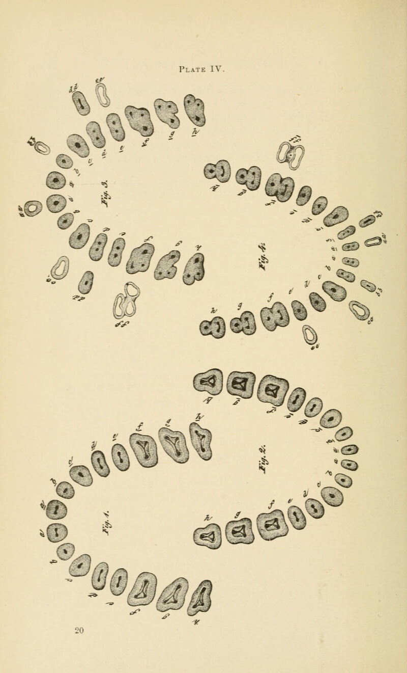 Plate IV. >-*,'<* A^^ 7 i •\/vs5 ~ i ■J& >.m* \ \s& &> % * ** £?£> Qk^s 
