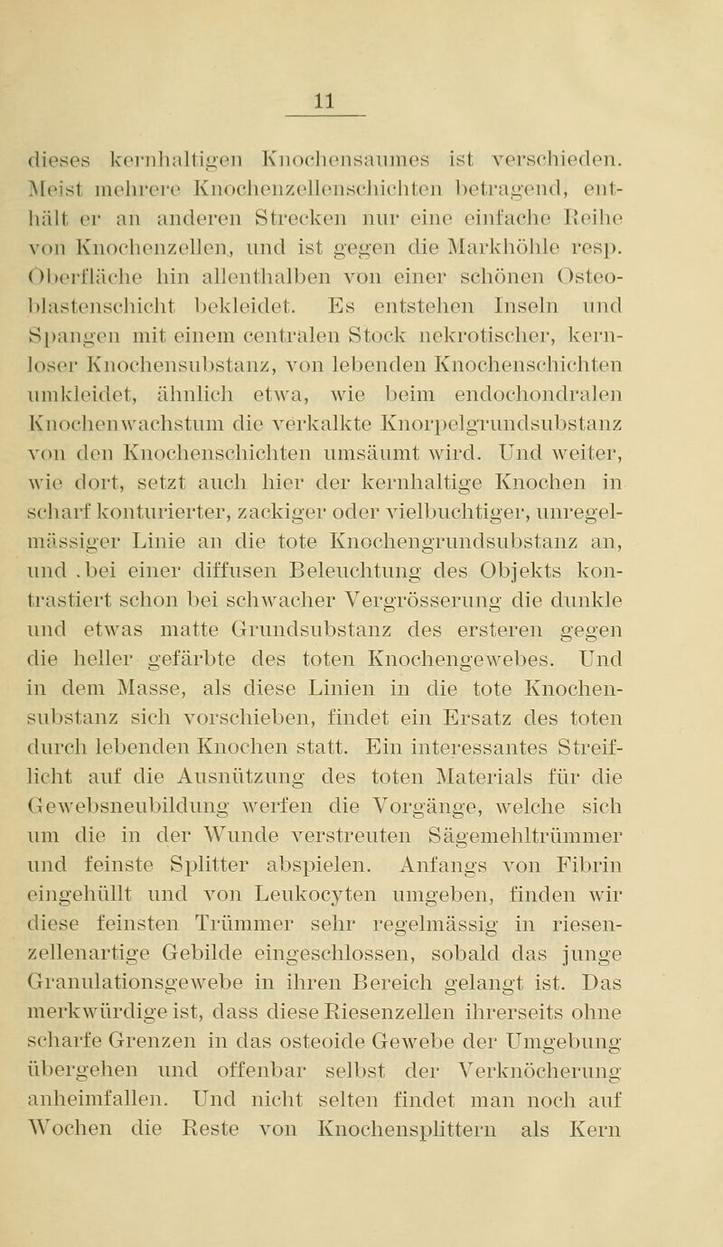 dieses koi-nhaltiiien Kiiochensaiimes ist verschieden. >[eist mehrere Knochenzeneiischiehten betragend, ent- hält er an anderen Strecken nnr eine einfache Reihe von Knochenzellen, und ist gegen die Markhöhle resp. Oberfläche hin allenthalben von einer schönen Osteo- blastenschicht bekleidet. Es entstehen Inseln nnd Spangen mit einem centralen Stock nekrotischer, kern- loser Knochensnbstanz, von lebenden Knochenschichten umkleidet, ähnlich etwa, wie beim endochondralen Knochenwachstum die verkalkte Knorpelgrundsubstanz von den Knochenschichten umsäumt wird. Und weiter, wie dort, setzt auch hier der kernhaltige Knochen in scharf konturierter, zackiger oder vielbuchtiger, unregel- mässiger Linie an die tote Knochengrundsubstanz an, und .bei einer diffusen Beleuchtung des Objekts kon- trastiert schon bei schwacher Vergrösserung die dunkle und etwas matte Grundsubstanz des ersteren gegen die heller gefärbte des toten Knochengewebes. Und in dem Masse, als diese Linien in die tote Knochen- substanz sich vorschieben, findet ein Ersatz des toten durch lebenden Knochen statt. Ein interessantes Streif- licht auf die Ausnützung des toten Materials für die Gewebsneubildung werfen die Vorgänge, welche sich um die in der Wunde verstreuten Sägemehltrümmer und feinste Splitter abspielen. Anfangs von Fibrin eingehüllt und von Leukocyten umgeben, finden wir diese feinsten Trümmer sehr regelmässig in riesen- zellenartige Gebilde eingeschlossen, sobald das junge Granulationsgewebe in ihren Bereich gelangt ist. Das merkwürdigeist, dass diese Riesenzellen ihrerseits ohne scharfe Grenzen in das osteoide Gewebe der Umgebung übergehen und offenbar selbst der Verknöcherung anheimfallen. Und nicht selten findet man noch auf Wochen die Reste von Knochensplittern als Kern