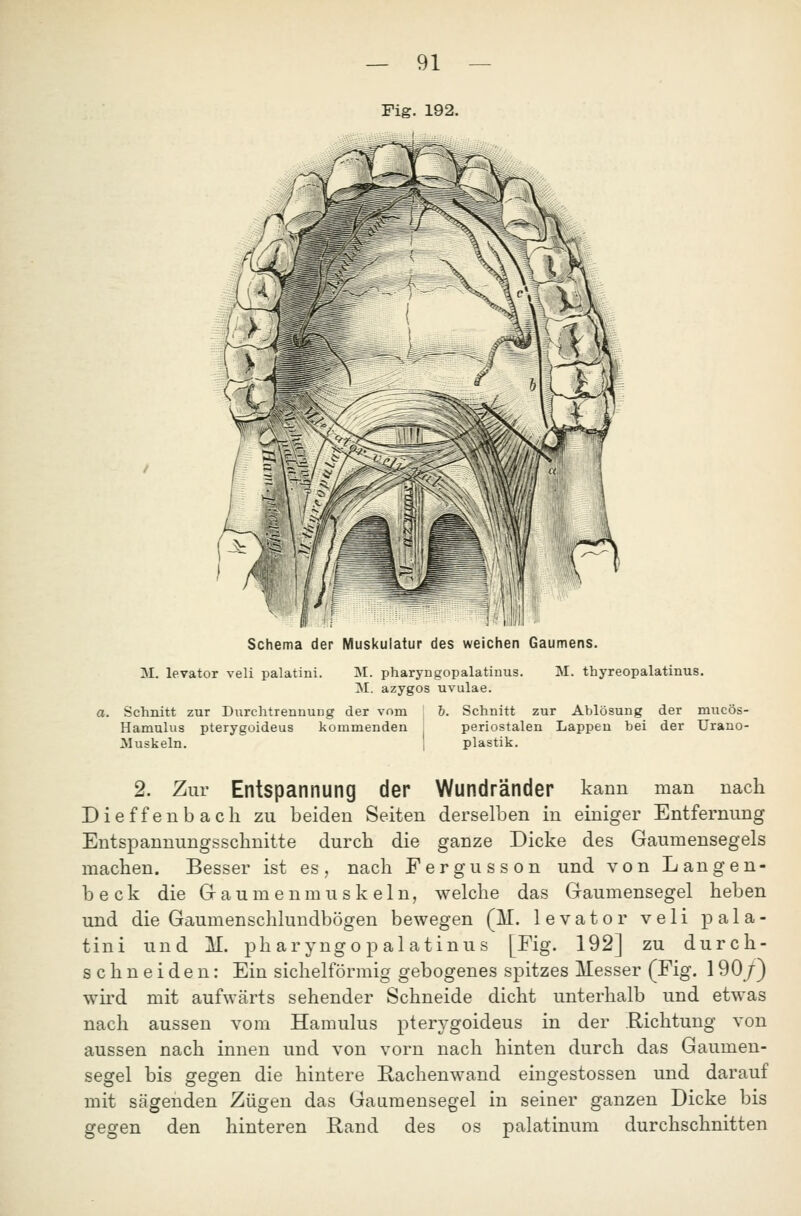 Fig. 192. Schema der Muskulatur des weichen Gaumens. M. levator veli palatini. M. pharyngopalatiuus. M. thyreopalatinus. I\I. azygos uvulae. o. Schnitt zur Durchtrennuiig der vom : 6. Schnitt zur Ablösung der mucös- Hamulus pterygoideus kommenden , periostalen Lappen bei der Urano- JVluskeln. | plastik. 2. Zur Entspannung der Wundränder kann man nach Dieffenbach zu beiden Seiten derselben in einiger Entfernung Entspanuungsschnitte durch die ganze Dicke des Gaumensegels machen. Besser ist es, nach Fergusson und von Langen- beck die Graumenmuskeln, welche das Gaumensegel heben und die Gaumenschluudbögen bewegen (M. levator veli pala- tini und M. pharyngopalatiuus [Fig. 192] zu durch- schneiden: Ein sichelförmig gebogenes spitzes Messer (Fig. 190/) wird mit aufwärts sehender Schneide dicht unterhalb und etwas nach aussen vom Hamulus pterygoideus in der .Richtung von aussen nach innen und von vorn nach hinten durch das Gaumen- segel bis gegen die hintere Hachenwand eingestossen und darauf mit sägenden Zügen das Gaumensegel in seiner ganzen Dicke bis gegen den hinteren Rand des os palatinum durchschnitten