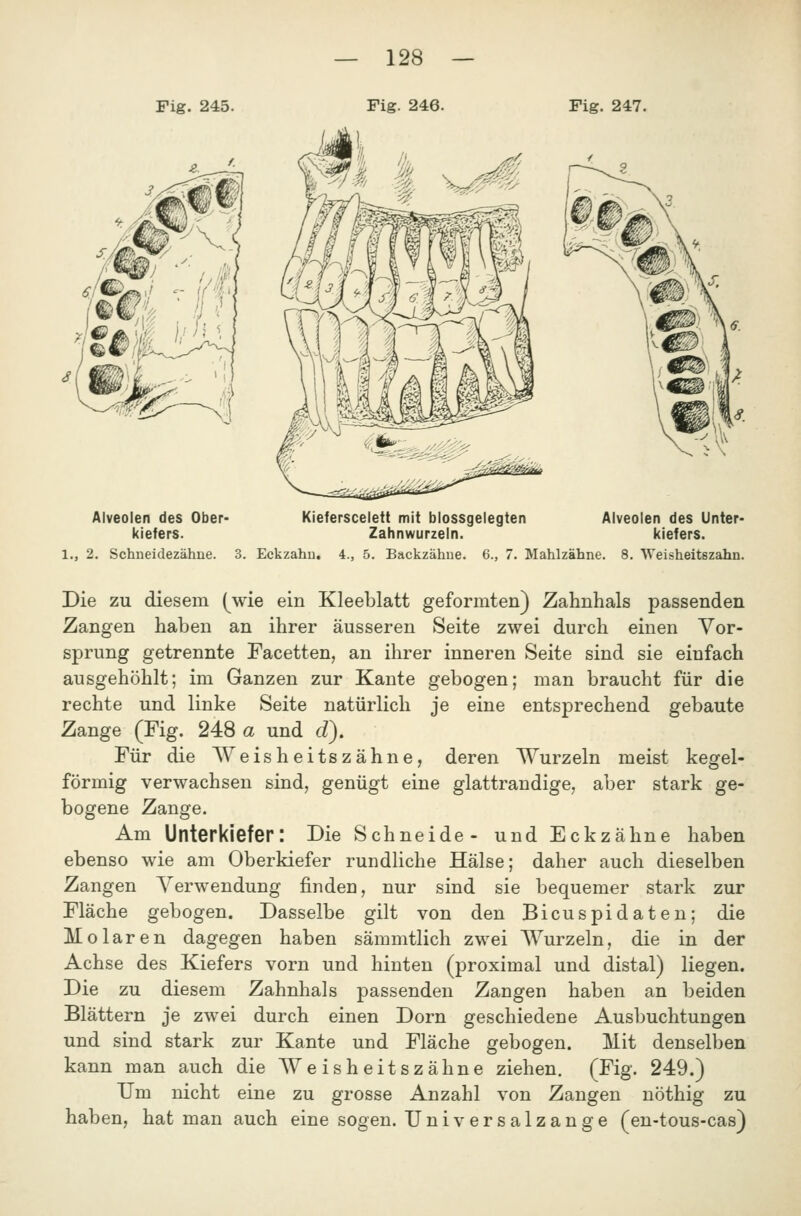 Alveolen des Ober- Kieferscelett mit blossgelegten Alveolen des Unter- kiefers. Zahnwurzeln. kiefers. 1., 2. Schneidezähne. 3. Eckzahn, 4., 5. Backzähne. 6., 7. Mahlzähne. 8. Weisheitszahn. Die ZU diesem (^wie ein Kleeblatt geformten) Zahnhals passenden Zangen haben an ihrer äusseren Seite zwei durch einen Vor- sprung getrennte Facetten, an ihrer inneren Seite sind sie einfach ausgehöhlt; im Ganzen zur Kante gebogen; man braucht für die rechte und linke Seite natürlich je eine entsprechend gebaute Zange (Fig. 248 a und d). Für die Weisheitszähne, deren Wurzeln meist kegel- förmig verwachsen sind, genügt eine glattrandige, aber stark ge- bogene Zange. Am Unterkiefer: Die Schneide- und Eckzähne haben ebenso wie am Oberkiefer rundliche Hälse; daher auch dieselben Zangen Verwendung finden, nur sind sie bequemer stark zur Fläche gebogen. Dasselbe gilt von den Bicuspidaten; die Molaren dagegen haben sämmtlich zwei Wurzeln, die in der Achse des Kiefers vorn und hinten (proximal und distal) liegen. Die zu diesem Zahnhals passenden Zangen haben an beiden Blättern je zwei durch einen Dorn geschiedene Ausbuchtungen und sind stark zur Kante und Fläche gebogen. Mit denselben kann man auch die Weisheitszähne ziehen. (Fig. 249.) Um nicht eine zu grosse Anzahl von Zangen nöthig zu haben, hat man auch eine sogen. Universalzange (en-tous-cas)