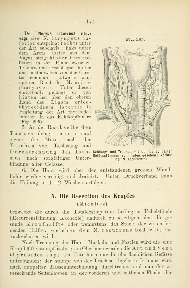 Der Nervus recurrens nervi Vagi sive X. laryngeus in- ferior entspringt rechts unter der Art. subclavia , links unter dem Arcus aortae aus dem Vagus, steigt hinter diesen Ge- fässen in der Rinne zwischen Trachea und Oesophagus hinter und niedianwärts von der Caro- tis communis aufwärts zum unteren Rand des M. crico- pharyngeus. Unter diesen eintretend, gelangt er von hinten her über den oberen Rand des Ligam. crico- thyreoideum laterale in Begleitung der Art. thyreoidea inferior in das Kehlkopfinnere (Fig. 295). 5. An der Rückseite des TII m 0 r s dringt man stumpf gegen die Mitte . nach der Trachea vor. Loslösung und Durchtrennung des Isth- Fig. 295. mus nach sorgfältiger Unter Kehlkopf und Trachea mit den benachbarten Gefässstämmen von hinten gesehen: Verlauf der N. recurrentes. •bindung aller Gefässe. 6. Die Haut wird über der entstandenen grossen AVund- höhle wieder vereinigt und drainirt. Unter Druckverband kann die Heilung in 1—2 AYocben erfolgen. 5. Die Resection des Kropfes (Miculicz) bezw^eckt die durch die Totalexstirpation bedingten Uebelstände (Recurrenslähmuug. Kachexie) dadurch zu beseitigen, dass die ge- sunde Kropfhälfte oder wenigstens das Stück der zu entfer- nenden Hälfte, welches den X. recurrens bedeckt, zu- rückgelassen wird. Xach Trennung der Haut, Muskeln und Fascien w^ird die eine Kropfhälfte stumpf isolirt; am Oberhorn werden die Ar t. un d V e n a thyreoidea sup., am Unterhorn nur die oberflächlichen Gefässe unterbunden: der stumpf von der Trachea abgelöste Isthmus wird nach doppelter Massenunterbindung durchtrennt und nun der zu resecirende Seitenlappen an der vorderen und seitlichen Fläche der