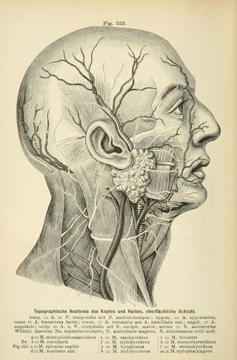 Topographische Anatomie des Kopfes und Halses, oberflächliche Schicht. temp. =: A. u. V. temporalis mit N. auriculotempor.: zygom. =: A. zygomatica; trans = A. transversa faciei; coron. = A. coronaria aus A. maxillaris ext.; angul. =: A. angularis; occip. :=: A. u. V. occipitalis mit N. occipit. maior; access z= N. accessorius Willisii; daneben Nn. supraclaviculares, X. auricularis magnus, N. subcutaneus colli med. a := M. sternocleidomastoideus Zu &=:M. cucullaris Fig.324.c = M. splenius capitis d^M. scalenus ant. e = M. omohyoideus f =: M. stylohyoideus g z= M, liyoglossus h = M. mylohyoideus i = M. biventer k = M. sternothyreoideus l = M. sternohyoideuB m ^ M. stylopharyngeus.