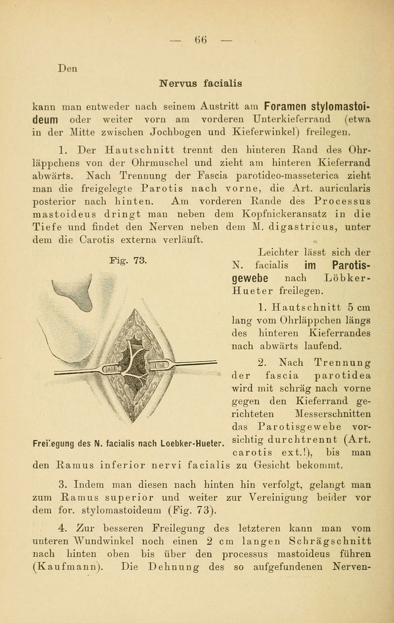 — (56 Nervus facialis kann mau entweder nach seinem Austritt am Foramen stylomastoi- deum oder weiter vorn am vorderen Unterkieferrand (etwa in der j\litte zwischen Jochbogen und Kieferwinkel) freilegen. 1. Der Hautschnitt trennt den hinteren Rand des Ohr- läppchens von der Ohrmuschel und zieht am hinteren Kieferrand abwärts. Nach Trennung der Fascia parotideo-masseterica zieht man die freigelegte Parotis nach vorne, die Art. auricularis posterior nach hinten. Am vorderen Rande des Processus mastoideus dringt man neben dem Kopfnickeransatz in die Tiefe und findet den Nerven neben dem M. digastricus, unter dem die Carotis externa verläuft. Leichter lässt sich der ^'^- '^^- N. facialis im Parotis- gewebe nach Löbker- Hueter freilegen. 1. Hautschnitt 5 cm lang vom Ohrläppchen längs des hinteren Kieferrandes nach abwärts laufend. 2. Nach Trennung der fascia parotidea wird mit schräg nach vorne gegen den Kieferrand ge- richteten Messerschnitten das Parotisgewebe vor- Freüegung des N. facialis nach Loebker-Hueter. sichtig durchtrennt (Art. carotis ext.!), bis man den ßamus inferior nervi facialis zu Gesicht bekommt. 3. Indem man diesen nach hinten hin verfolgt, gelangt man zum Ramus superior und weiter zur Vereinigung beider vor dem for. stylomastoideum (Fig. 73). 4. Zur besseren Freilegung des letzteren kann man vom unteren Wundwinkel noch einen 2 cm langen Schrägschnitt nach hinten oben bis über den processus mastoideus führen (Kaufmann). Die Dehnung des so aufgefundenen Nerven-