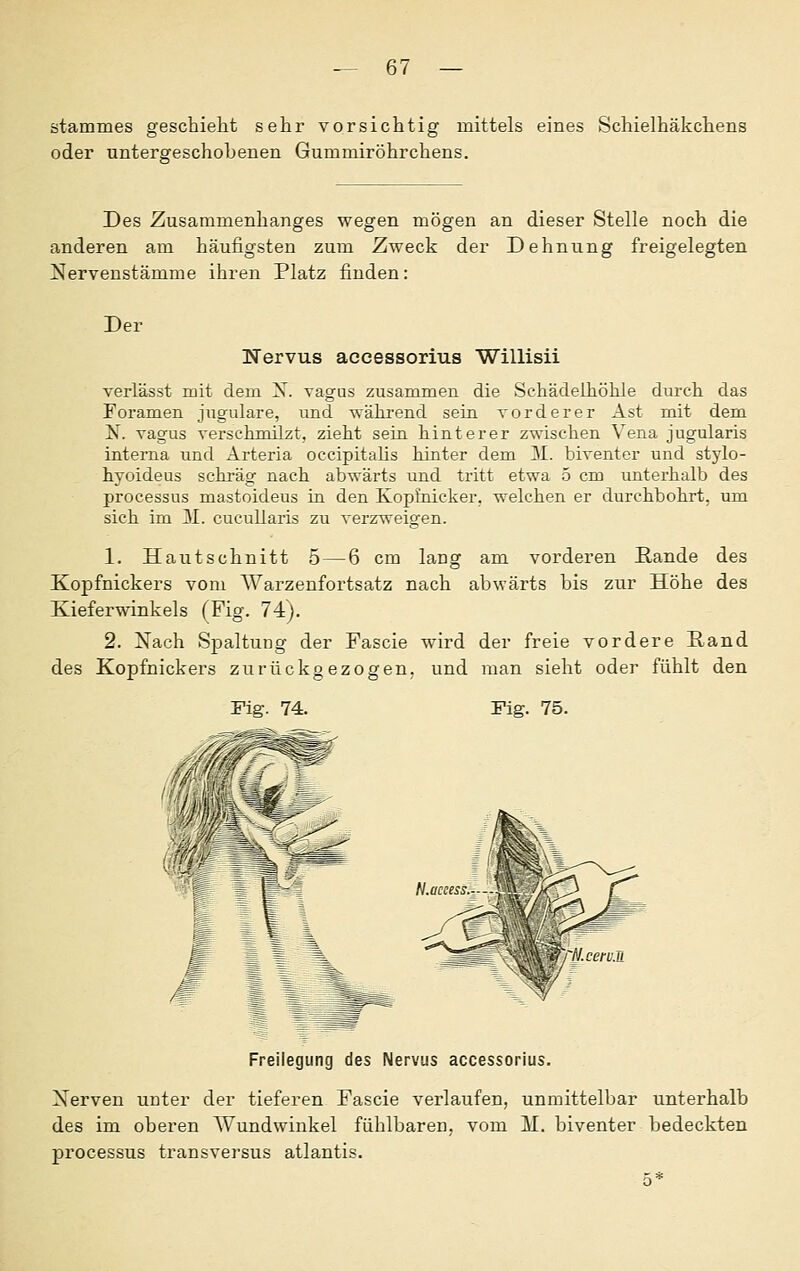Stammes geschieht sehr vorsichtig mittels eines Schielhäkchens oder untergeschobenen Gummiröhrchens. Des Zusammenhanges wegen mögen an dieser Stelle noch die anderen am häufigsten zum Zweck der Dehnung freigelegten Nervenstämme ihren Platz finden: Der Nervus accessorius Willisii verlässt mit dem X. vagas zusammen die Schädeihöhle durch das Foramen jugulare, und wähi'end sein vorderer Ast mit dem N. vagus verschmilzt, zieht sein hinterer zwischen Vena jugularis interna und Arteria occipitahs hinter dem 31. biventer und stylo- hyoideus schräg nach abwärts und tritt etwa 5 cm unterhalb des Processus mastoideus in den Kop£cdcker. welchen er durchbohrt, um sich im M. cucullaris zu verzweigen. 1. Hautschnitt 5 — 6 cm lang am vorderen Rande des Kopfnickers vom Warzenfortsatz nach abwärts bis zur Höhe des Kieferwinkels (Fig. 74). 2. Nach Spaltung der Fascie wird der freie vordere Hand des Kopfnickers zurückgezogen, und rnan sieht oder fühlt den Fig. 74, Fig. 75. Freilegung des Nervus accessorius. Nerven unter der tieferen Fascie verlaufen, unmittelbar unterhalb des im oberen AVundwinkel fühlbaren, vom 11. biventer bedeckten Processus transversus atlantis. 5*