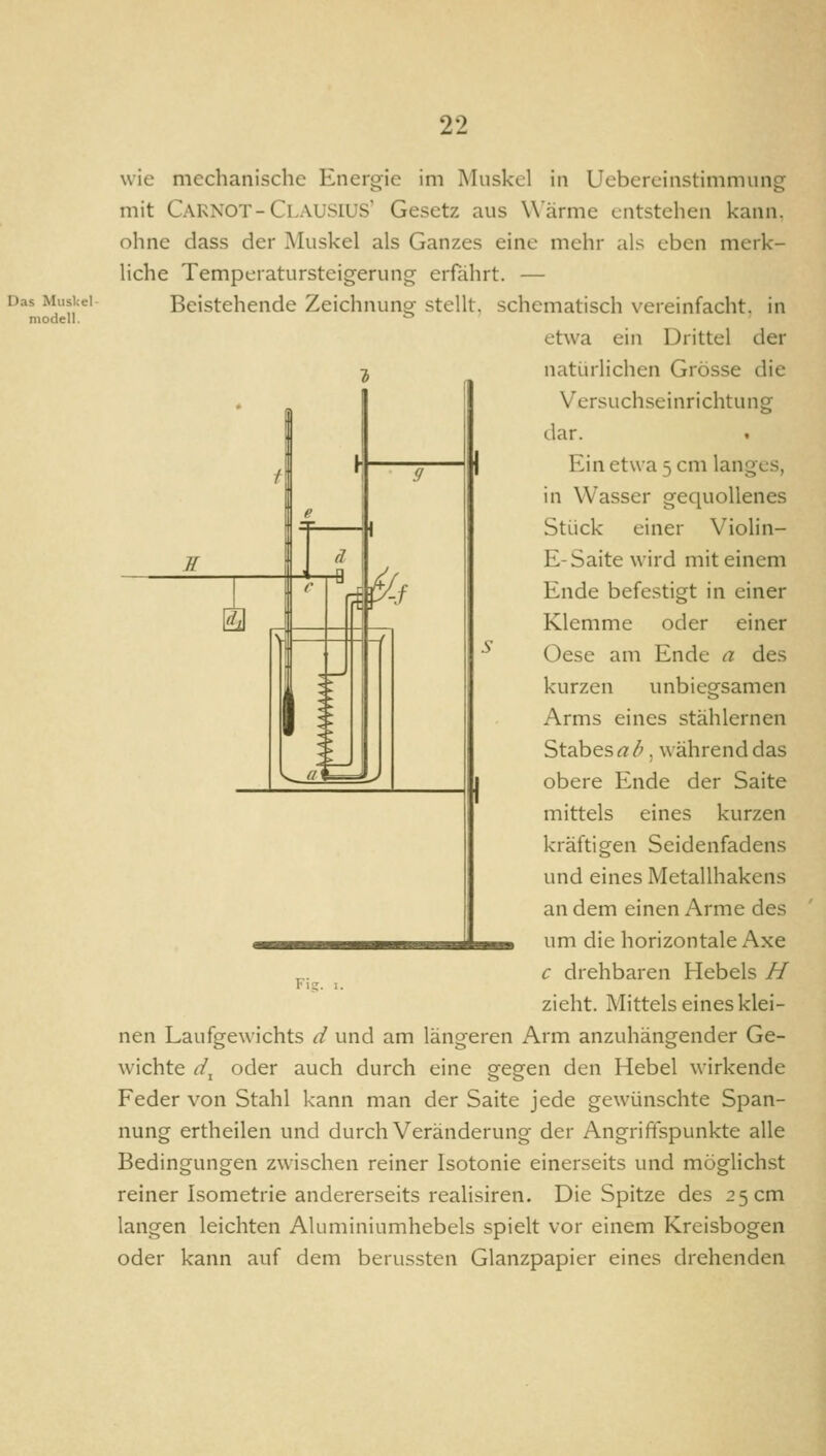 wie mechanische Energie im Muskel in Uebereinstimmung mit Caknot-Clausius Gesetz aus Wärme entstehen kann, ohne dass der ]\hiskel als Ganzes eine mehr als eben merk- liche Temperatursteigerung erfährt. — Beistehende Zeichnung stellt, schematisch vereinfacht, in etwa ein Drittel der natürlichen Grösse die Versuchseinrichtung dar. Ein etwa 5 cm langes, in Wasser gequollenes Stück einer Violin- E-Saite wird mit einem Ende befestigt in einer Klemme oder einer Oese am Ende a des kurzen unbiegsamen Arms eines stählernen Stabes rt-^, während das obere Ende der Saite mittels eines kurzen kräftigen Seidenfadens und eines Metallhakens an dem einen Arme des um die horizontale Axe c drehbaren Hebels H zieht. Mittels eines klei- nen Laufgewichts d und am längeren Arm anzuhängender Ge- wichte d^ oder auch durch eine gegen den Hebel wirkende Feder von Stahl kann man der Saite jede gewünschte Span- nung ertheilen und durch Veränderung der Angriffspunkte alle Bedingungen zwischen reiner Isotonie einerseits und möglichst reiner Isometrie andererseits realisiren. Die Spitze des 25 cm langen leichten Aluniiniumhebels spielt vor einem Kreisbogen oder kann auf dem berussten Glanzpapier eines drehenden ' -b 1 / ! ^ Tl 1 H 1 r W'^ 1 s Ij » ^c' 1 Fig.