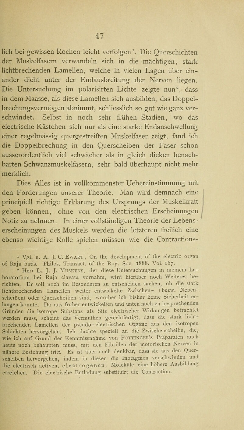lieh bei gewissen Rochen leicht verfolgend Die Querschichten der Muskelfasern verwandeln sich in die mächtigen, stark lichtbrechenden Lamellen, welche in vielen Lagen über ein- ander dicht unter der Endausbreitung der Nerven liegen. Die Untersuchung im polarisirten Lichte zeigte nun, dass in dem Maasse, als diese Lamellen sich ausbilden, das Doppel- brechungsvermögen abnimmt, schliesslich so gut wie ganz ver- schwindet. Selbst in noch sehr frühen Stadien, wo das electrische Kästchen sich nur als eine starke Endanschwellung einer regelmässig quergestreiften Muskelfaser zeigt, fand ich die Doppelbrechung in den Querscheiben der Faser schon ausserordentlich viel schwächer als in gleich dicken benach- barten Schwanzmuskelfasern, sehr bald überhaupt nicht mehr merklich. Dies Alles ist in vollkommenster Uebereinstimmung mit den Forderungen unserer Theorie. Man wird demnach eine principiell richtige Erklärung des Ursprungs der Muskelkraft geben können, ohne von den electrischen Erscheinungen Notiz zu nehmen. In einer vollständigen Theorie der Lebens- erscheinungen des Muskels werden die letzteren freilich eine ebenso wichtige Rolle spielen müssen wie die Contractions- 1 Vgl. u. A. J. C. EwART, On the development of the electric organ of Raja batis. Philos. Transact. of the Roy. Soc. l888. Vol. 167. 2 Herr L. J. J. Muskens, der diese Untersuchungen in meinem La- boratorium bei Raja clavata vornahm, wird hierüber noch Weiteres be- richten. Er soll noch im Besonderen zu entscheiden suchen, ob die stark lichtbrechenden Lamellen weiter entwickelte Zwischen- (bezw. Neben- scheiben) oder Querscheiben sind, worüber ich bisher keine Sicherheit er- langen konnte. Da aus früher entwickelten und iinten noch zu besprechenden Gründen die isotrope Substanz als Sitz electrischer Wirkungen betrachtet werden muss, scheint das Vermuthen gerechtfertigt, dass die stark licht- brechenden Lamellen der pseudo-electrischen Organe aus den isotropen Schichten hervorgehen. Ich dachte speciell an die Zwischenscheibe, die, wie ich auf Grund der Kenntnissnahme von Föttinger's Präparaten auch heute noch behaupten muss, mit den Fibrillen der motorischen Nerven in nähere Beziehung tritt. Es ist aber auch denkbar, dass sie aus den Quer- scheiben hervorgehen, indem in diesen die Inotagmen verschwinden und die electrisch activen, electro genen, Moleküle eine höhere Ausbildung erreichen. Die electrische Entladung substituirt die Contraction.