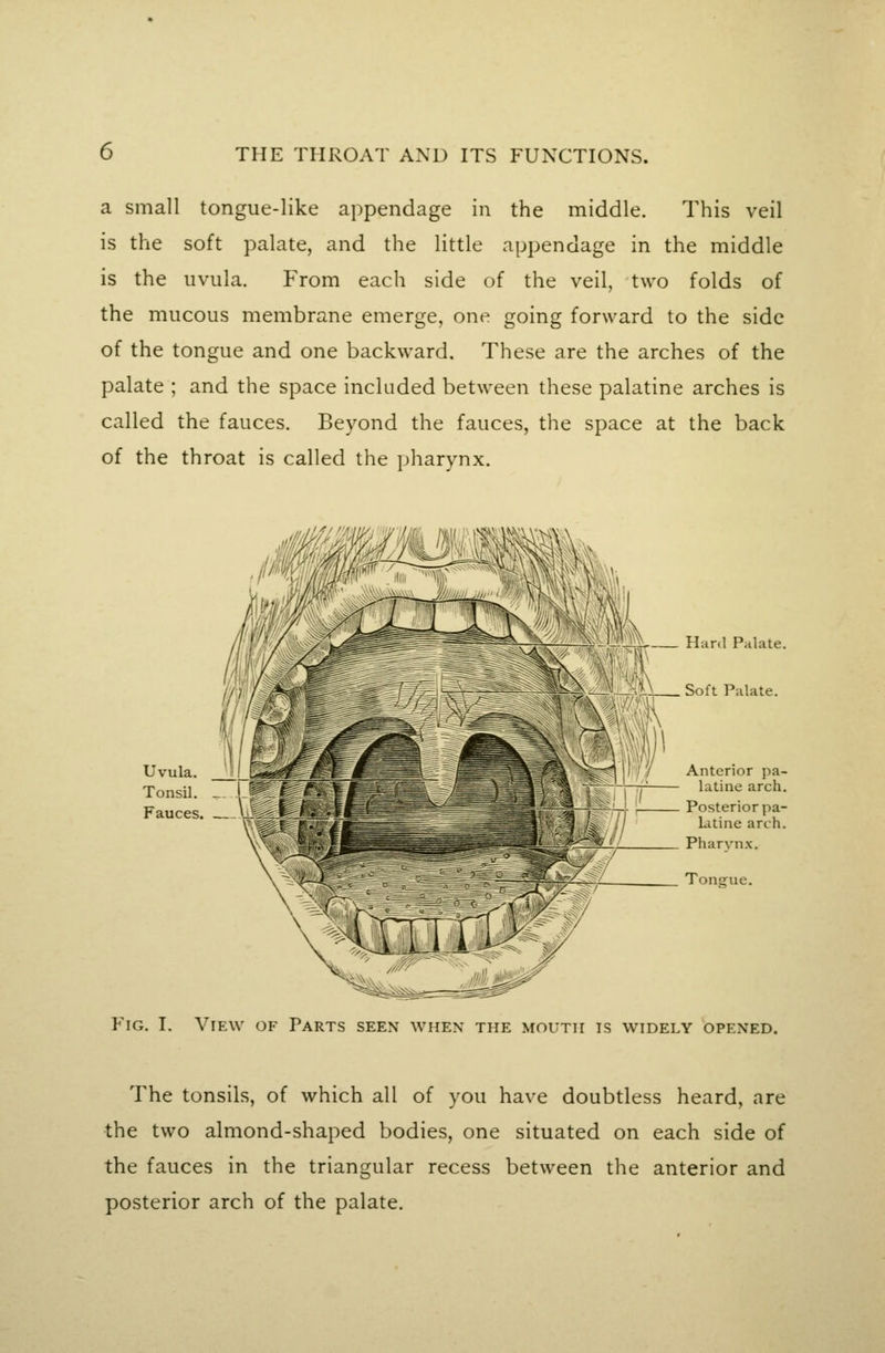 a small tongue-like appendage in the middle. This veil is the soft palate, and the little appendage in the middle is the uvula. From each side of the veil, two folds of the mucous membrane emerge, one going forward to the side of the tongue and one backward. These are the arches of the palate ; and the space included between these palatine arches is called the fauces. Beyond the fauces, the space at the back of the throat is called the pharynx. Hard Palate. Soft Palate. Uvula. Tonsil. Fauces. Anterior pa- latine arch. Posterior pa- latine arch. Fig. I. View of Parts seen when the mouth is widely opened. The tonsils, of which all of you have doubtless heard, are the two almond-shaped bodies, one situated on each side of the fauces in the triangular recess between the anterior and posterior arch of the palate.