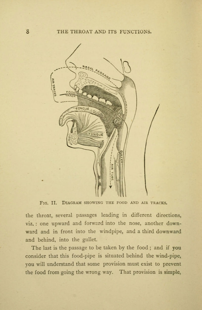 Fig. II. Diagram showing the food and air tracks. the throat, several passages leading in different directions, viz. : one upward and for\vr.rd into the nose, another down- ward and in front into the windpipe, and a third downward and behind, into the gullet. The last is the passage to be taken by the food ; and if you consider that this food-pipe is situated behind the wind-pipe, vou will understand that some provision must exist to prevent the food from going the wrong way. That provision is simple^