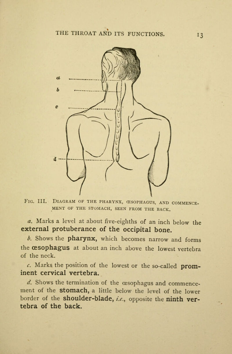 P^iG. III. Diagram of the pharynx, cesophagus, and commence- ment OF THE STOMACH, SEEN FROM THE BACK. a. Marks a level at about five-eighths of an inch below the external protuberance of the occipital bone. b. Shows the pharynx, which becomes narrow and forms the oesophagus at about an inch above the lowest vertebra of the neck. c. Marks the position of the lowest or the so-called prom- inent cervical vertebra. d. Shows the termination of the oesophagus and commence- ment of the stomach, a little below the level of the lower border of the shoulder-blade, i.e., opposite the ninth ver- tebra of the back.