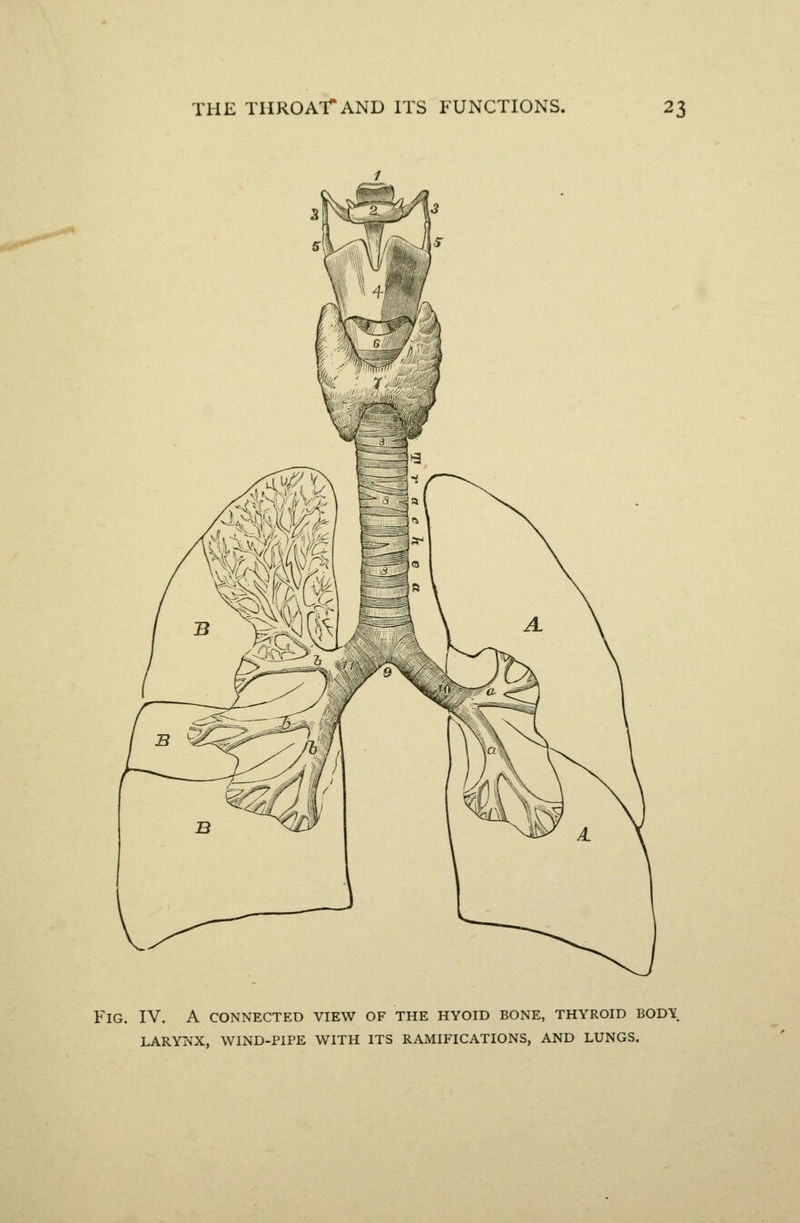 Fig. IV. A connected view of the hyoid bone, thyroid bod^ laryin'x, wind-pipe with its ramifications, and lungs.