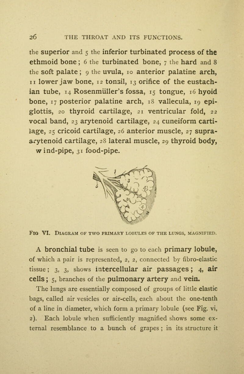 the superior and 5 the inferior turbinated process of the ethmoid bone; 6 the turbinated bone, 7 the hard and 8 the soft palate; 9 the uvula, 10 anterior palatine arch, II lower jaw bone, 12 tonsil, 13 orifice of the eustach- ian tube, 14 Rosenmiiller's fossa, 15 tongue, 16 hyoid bone, 17 posterior palatine arch, 18 vallecula, 19 epi- glottis, 20 thyroid cartilage, 21 ventricular fold, 22 vocal band, 23 arytenoid cartilage, 24 cuneiform carti- lage, 25 cricoid cartilage, 26 anterior muscle, 27 supra- arytenoid cartilage, 28 lateral muscle, 29 thyroid body, wind-pipe, 31 food-pipe. Fio VI. Diagram of two primary lobules of the lungs, magnified. A bronchial tube is seen to go to each primary lobule, of which a pair is represented, 2, 2, connected by fibro-elastic tissue; 3, 3, shows intercellular air passages; 4, air cells; 5, branches of the pulmonary artery and vein. The lungs are essentially composed of groups of little elastic bags, called air vesicles or air-cells, each about the one-tenth of a line in diameter, which form a primary lobule (see Fig. vi, 2). Each lobule when sufficiently magnified shows some ex- ternal resemblance to a bunch of grapes ; in its structure it