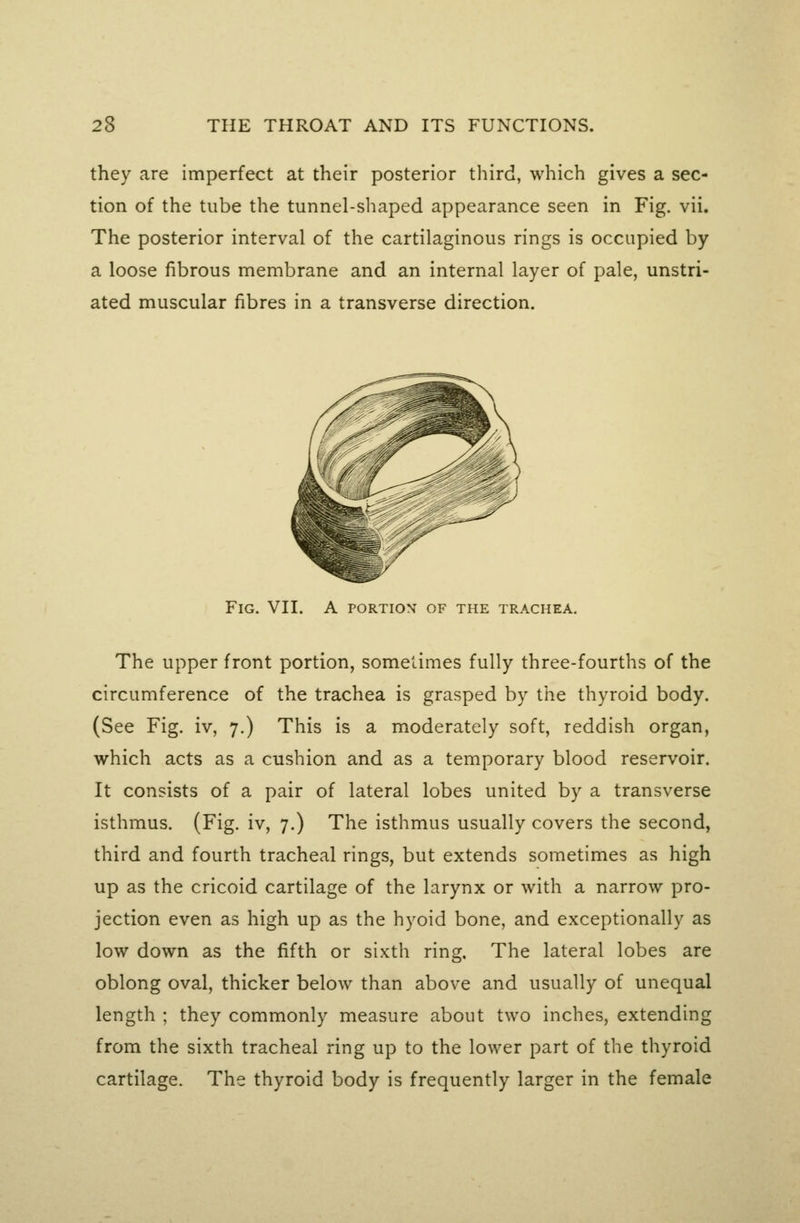 they are imperfect at their posterior third, which gives a sec- tion of the tube the tunnel-shaped appearance seen in Fig, vii. The posterior interval of the cartilaginous rings is occupied by a loose fibrous membrane and an internal layer of pale, unstri- ated muscular fibres in a transverse direction. Fig. vii. A portion' of the trachea. The upper front portion, sometimes fully three-fourths of the circumference of the trachea is grasped by the thyroid body. (See Fig. iv, 7.) This is a moderately soft, reddish organ, which acts as a cushion and as a temporary blood reservoir. It consists of a pair of lateral lobes united by a transverse isthmus. (Fig. iv, 7.) The isthmus usually covers the second, third and fourth tracheal rings, but extends sometimes as high up as the cricoid cartilage of the larynx or with a narrow pro- jection even as high up as the hyoid bone, and exceptionally as low down as the fifth or sixth ring. The lateral lobes are oblong oval, thicker below than above and usually of unequal length ; they commonly measure about two inches, extending from the sixth tracheal ring up to the lower part of the thyroid cartilage. The thyroid body is frequently larger in the female