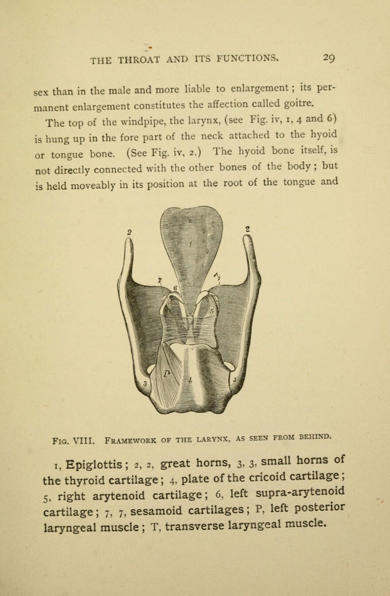 sex than in the male and more liable to enlargement; its per- manent enlargement constitutes the affection called goitre. The top of the windpipe, the larynx, (see Fig. iv, i, 4 and 6) is hung up in the fore part of the neck attached to the hyoid or tongue bone. (See Fig. iv, 2.) The hyoid bone itself, is not directly connected with the other bones of the body; but is held moveably in its position at the root of the tongue and Fig. VIII. Framework of the larynx, as seen from behind. I, Epiglottis; 2, 2, great horns, 3, 3> small horns of the thyroid cartilage; 4. plate of the cricoid cartilage; 5, right arytenoid cartilage; 6, left supra-arytenoid cartilage; 7, 7, sesamoid cartilages; P, left posterior laryngeal muscle ; T, transverse laryngeal muscle.