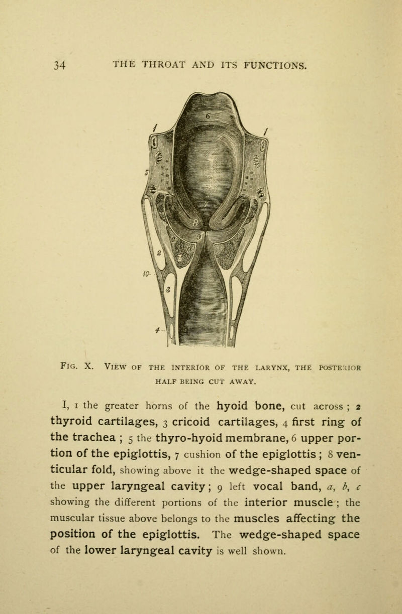 Fig. X. View of the interior of the larynx, the poste:uor HALF being cut AWAY. I, I the greater horns of the hyoid bone, cut across ; 2 thyroid cartilages, 3 cricoid cartilages, 4 first ring of the trachea ; 5 the thyro-hyoid membrane, 6 upper por- tion of the epiglottis, 7 cushion of the epiglottis ; 8 ven- ticular fold, showing above it the wedge-shaped space of the upper laryngeal cavity; 9 left vocal band, a, b, c showing the different portions of the interior muscle ; the muscular tissue above belongs to the muscles affecting the position of the epiglottis. The wedge-shaped space of the lower laryngeal cavity is well shown.