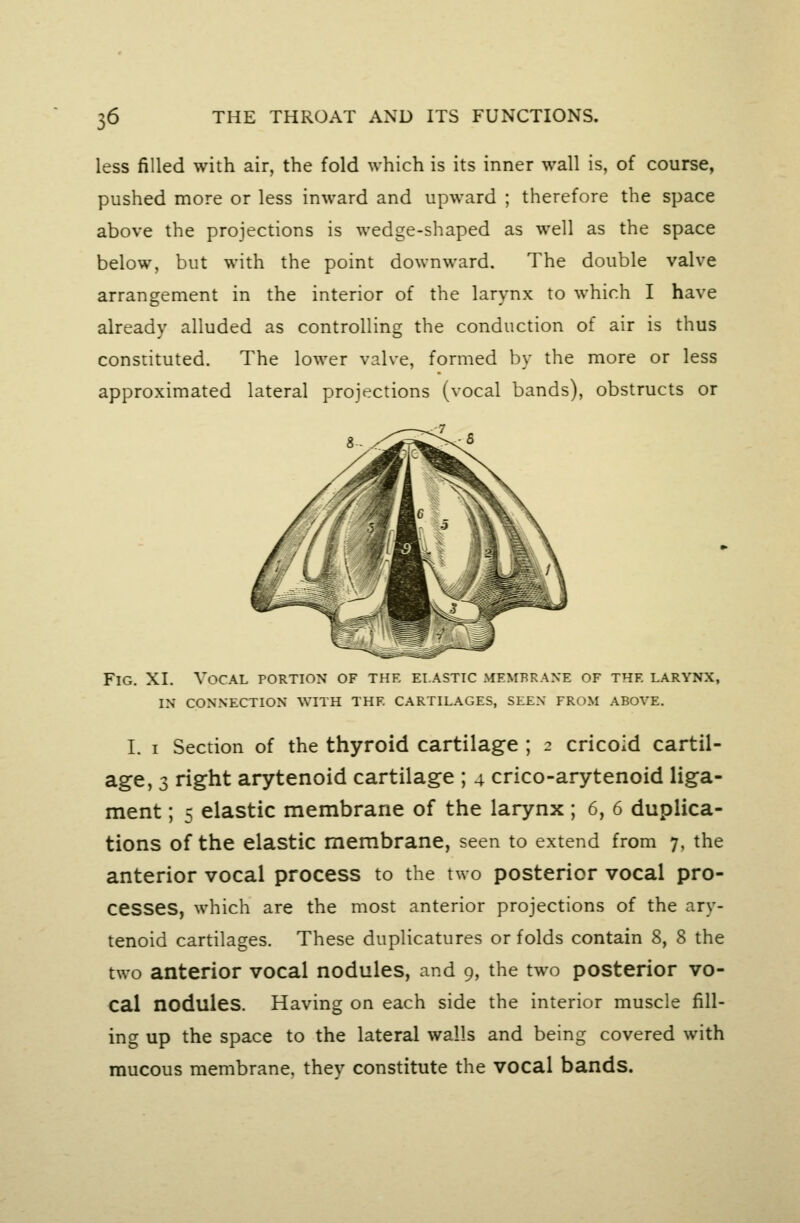 less filled with air, the fold which is its inner wall is, of course, pushed more or less inward and upward ; therefore the space above the projections is wedge-shaped as well as the space below, but with the point downward. The double valve arrangement in the interior of the larynx to which I have already alluded as controlling the conduction of air is thus constituted. The lower valve, formed by the more or less approximated lateral projections (vocal bands), obstructs or -7 Fig. XI. Vocal portion of the elastic membrane of the larynx, IN connection with the cartilages, seen from above. I. I Section of the thyroid cartilage ; 2 cricoid cartil- age, 3 right arytenoid cartilage ; 4 crico-arytenoid liga- ment ; 5 elastic membrane of the larynx; 6, 6 duplica- tions of the elastic membrane, seen to extend from 7, the anterior vocal process to the two posterior vocal pro- cesses, which are the most anterior projections of the ary- tenoid cartilages. These duplicatures or folds contain 8, 8 the two anterior vocal nodules, and 9, the two posterior vo- cal nodules. Having on each side the interior muscle fill- ing up the space to the lateral walls and being covered with mucous membrane, thev constitute the vocal bands.