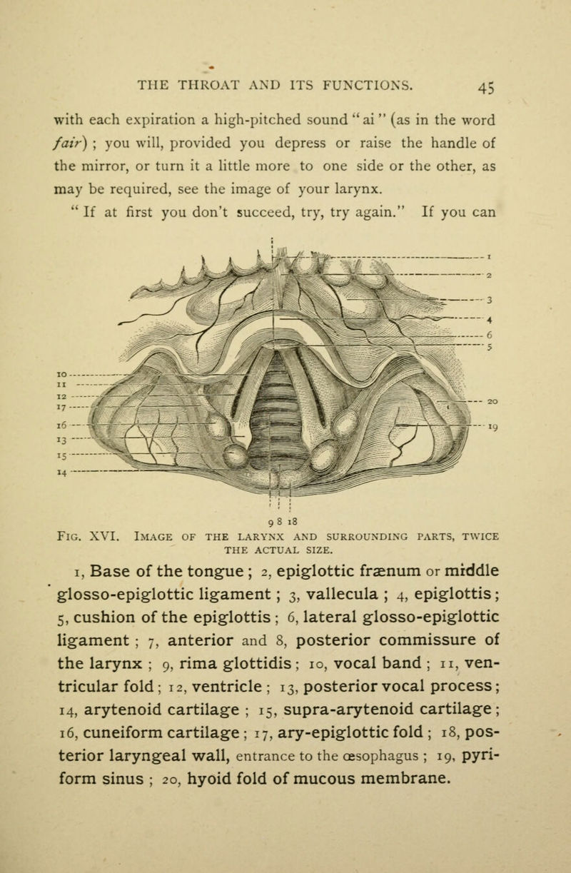 with each expiration a high-pitched sound ai  (as in the word fair) ; you will, provided you depress or raise the handle of the mirror, or turn it a little more to one side or the other, as may be required, see the image of your larynx.  If at first you don't succeed, try, try again. If you can 9 8 i8 Fig. XVI. Image of the larynx and surrounding parts, twice THE actual size. I, Base of the tongue ; 2, epiglottic fraenum or middle glosso-epiglottic ligament; 3, vallecula ; 4, epiglottis; 5, cushion of the epiglottis ; 6, lateral glosso-epiglottic ligament ; 7, anterior and 8, posterior commissure of the larynx ; 9, rima glottidis ; 10, vocal band ; u, ven- tricular fold; 12, ventricle ; 13, posterior vocal process; 14, arytenoid cartilage ; 15, supra-arytenoid cartilage; 16, cuneiform cartilage ; 17, ary-epiglottic fold ; 18, pos- terior laryngeal wall, entrance to the oesophagus ; 19, pyri- form sinus ; 20, hyoid fold of mucous membrane.