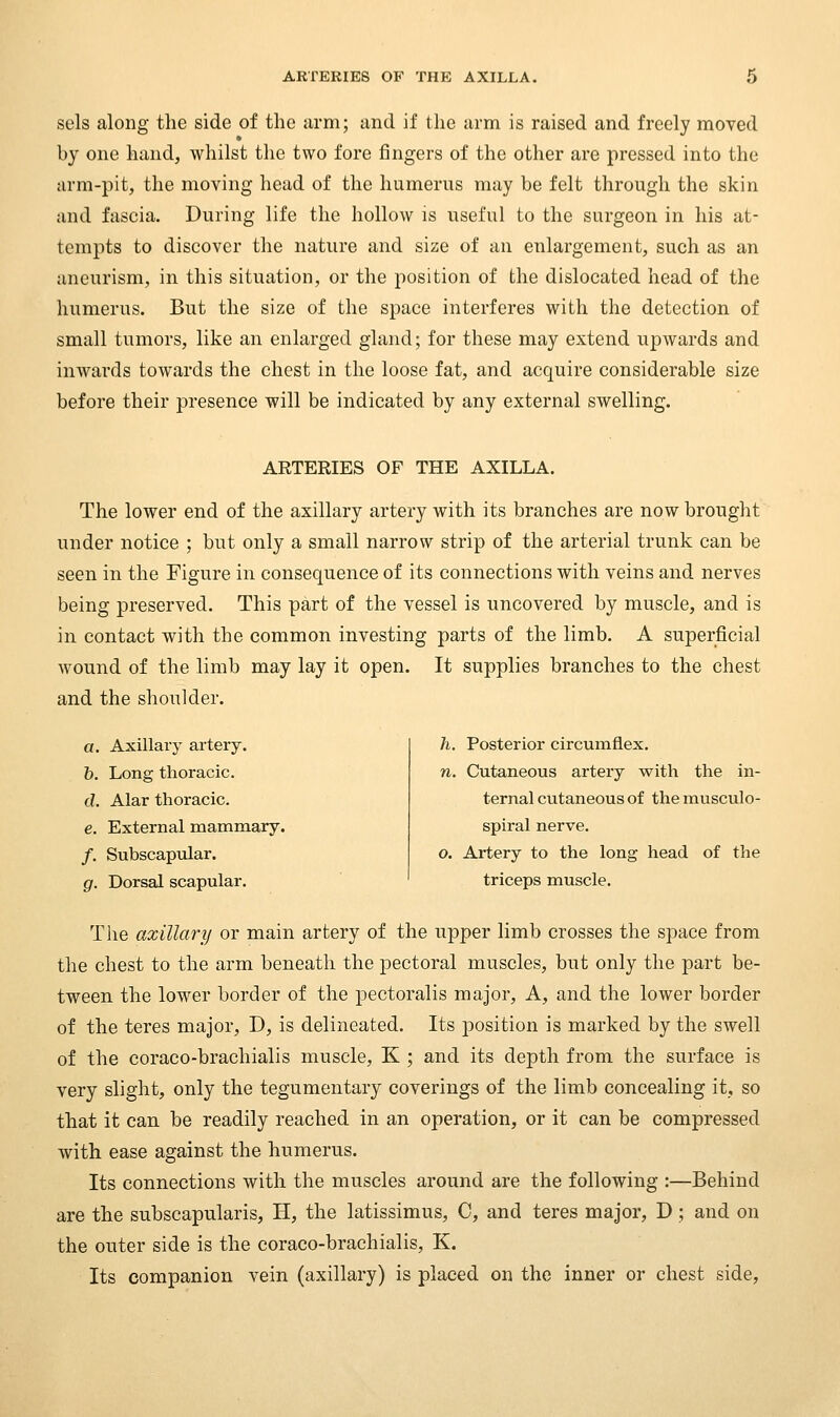 sels along the side of the arm; and if the arm is raised and freely moved by one hand, whilst the two fore fingers of the other are pressed into the arm-pit, the moving head of the humerus may be felt through the skin and fascia. During life the hollow is useful to the surgeon in his at- tempts to discover the nature and size of an enlargement, such as an aneurism, in this situation, or the position of the dislocated head of the humerus. But the size of the space interferes with the detection of small tumors, like an enlarged gland; for these may extend upwards and inwards towards the chest in the loose fat, and acquire considerable size before their presence will be indicated by any external swelling. ARTERIES OF THE AXILLA. The lower end of the axillary artery with its branches are now brought under notice ; but only a small narrow strip of the arterial trunk can be seen in the Figure in consequence of its connections with veins and nerves being preserved. This part of the vessel is uncovered by muscle, and is in contact with the common investing parts of the limb. A superficial wound of the limb may lay it open. It supplies branches to the chest and the shoulder. a. Axillary artery. h. Long thoracic. d. Alar thoracic. e. External mammary. /. Subscapxilar. g. Dorsal scapular. h. Posterior circumflex, n. Cutaneous artery with the in- ternal cutaneous of the musculo- spiral nerve. o. Artery to the long head of the triceps muscle. The axillari/ or main artery of the upper limb crosses the space from the chest to the arm beneath the pectoral muscles, but only the part be- tween the lower border of the pectoralis major. A, and the lower border of the teres major, D, is delineated. Its position is marked by the swell of the coraco-brachialis muscle, K ; and its depth from the surface is very slight, only the tegumentary coverings of the limb concealing it, so that it can be readily reached in an operation, or it can be compressed with ease against the humerus. Its connections with the muscles around are the following :—Behind are the subscapularis, H, the latissimus, C, and teres major, D; and on the outer side is the coraco-brachialis, K. Its companion vein (axillary) is placed on the inner or chest side.