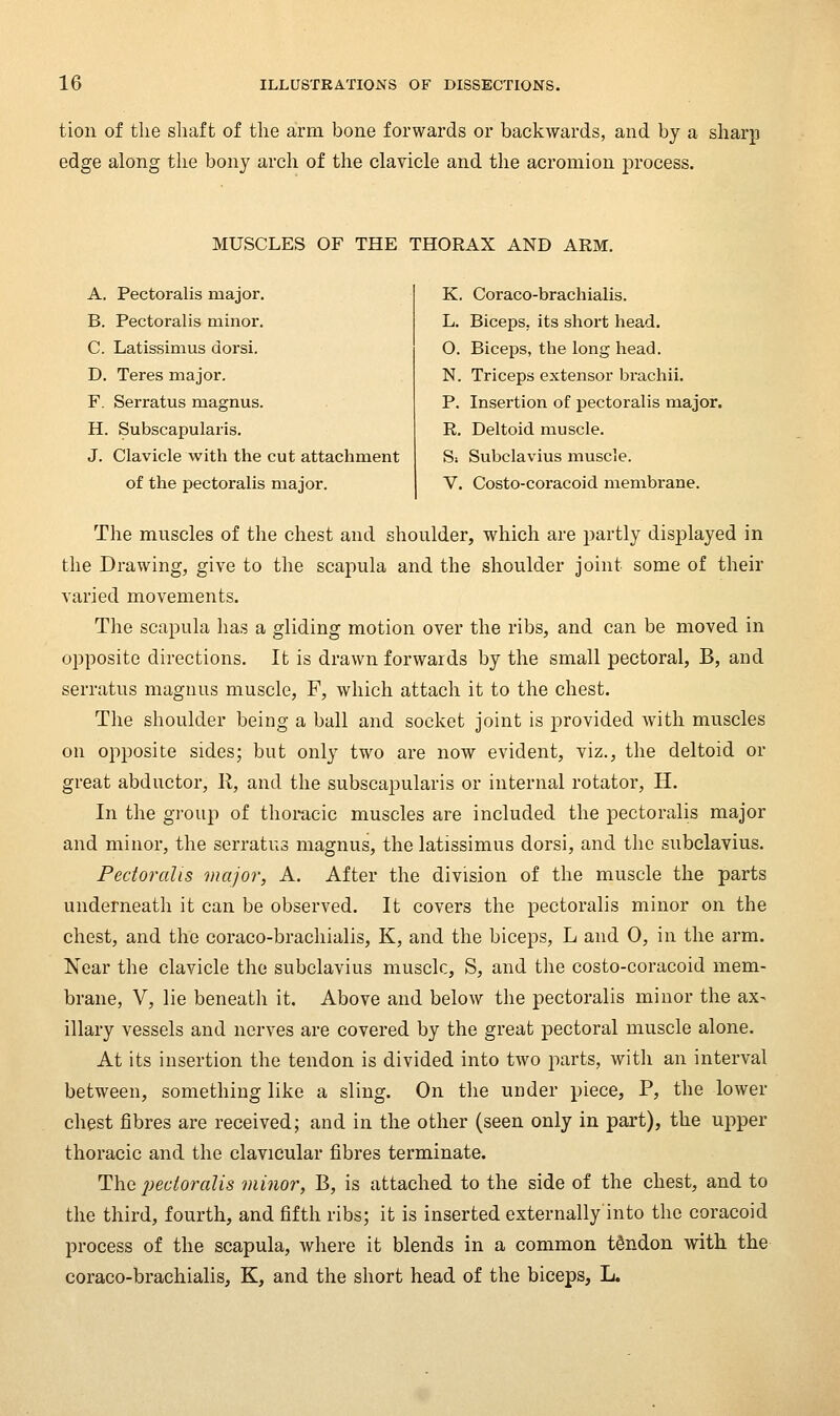 tion of the shaft of the arm bone forwards or backwards, and by a sharp edge along the bony arch of the clavicle and the acromion jDrocess. MUSCLES OF THE THORAX AND ARM. A. Pectoralis major. B. Pectoralis minor. C. Latissimus dorsi. D. Teres major. F. Serratus magnus. H. Subscapularis. J. Clavicle with the cut attachment of the pectoralis major. K. Coraco-brachialis. L. Biceps, its short head. O. Biceps, the long head. N. Triceps extensor brachii, P. Insertion of pectoralis major. R. Deltoid muscle. Si Subclavius muscle. V. Costo-coracoid membrane. The muscles of the chest and shoulder, which are partly displayed in the Drawing, give to the scapula and the shoulder joint some of their varied movements. The scapula has a gliding motion over the ribs, and can be moved in opposite directions. It is drawn forwards by the small pectoral, B, and serratus magnus muscle, F, which attach it to the chest. The shoulder being a ball and socket joint is provided with muscles on opposite sides; but only two are now evident, viz., the deltoid or great abductor, R, and the subscapularis or internal rotator, H. In the group of thoracic muscles are included the pectoralis major and minor, the serratus magnus, the latissimus dorsi, and the subclavius. Pectoralis major, A. After the division of the muscle the parts underneath it can be observed. It covers the pectoralis minor on the chest, and the coraco-brachialis, K, and the biceps, L and 0, in the arm. Near the clavicle the subclavius muscle, S, and the costo-coracoid mem- brane, V, lie beneath it. Above and below the pectoralis minor the ax- illary vessels and nerves are covered by the great pectoral muscle alone. At its insertion the tendon is divided into two parts, with an interval between, something like a sling. On the under piece, P, the lower chest fibres are received; and in the other (seen only in part), the upper thoracic and the clavicular fibres terminate. The pectoralis minor, B, is attached to the side of the chest, and to the third, fourth, and fifth ribs; it is inserted externally into the coracoid process of the scapula, where it blends in a common tfindon with the coraco-brachialis, K, and the short head of the biceps, L.