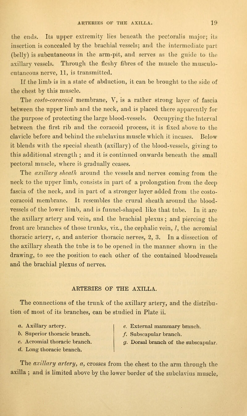tlie ends. Its upper extremity lies beneath the pectoralis major; its insertion is concealed by the brachial vessels; and the intermediate part (belly) is subcutaneous in the arm-pit, and serves as the guide to the axillary vessels. Through the fleshy fibres of the muscle the musculo- cutaneous nerve, 11, is transmitted. If the limb is in a state of abduction, it can be brought to the side of the chest by this muscle. The costo-coracoid membrane, V, is a rather strong layer of fascia between the upper limb and the neck, and is placed there apparently for the purpose of protecting the large blood-vessels. Occupying the hiterval between the first rib and the coracoid process, it is fixed above to the clavicle before and behind the subclavius muscle which it incases. Below it blends with the special sheath (axillary) of the blood-vessels, giving to this additional strength ; and it is continued onwards beneath the small pectoral muscle, where it gradually ceases. The axillary sheath around the vessels and nerves coming from the neck to the upper limb, consists in part of a prolongation from the deep fascia of the neck, and in part of a stronger layer added from the costo- coracoid membrane. It resembles the crural sheath around the blood- vessels of the lower limb, and is funnel-shaped like that tube. In it are the axillary artery and vein, and the brachial plexus ; and piercing the front are branches of those trunks, viz., the cephalic vein, ?, the acromial thoracic artery, c, and anterior thoracic nerves, 3, 3. In a dissection of the axillary sheath the tube is to be opened in the manner shown in the drawing, to see the position to each other of the contained bloodvessels and the brachial plexus of nerves. ARTERIES OF THE AXILLA. The connections of the trunk of the axillary artery, and the distribu- tion of most of its branches, can be studied in Plate ii. a. Axillary arteiy. h. Superior thoracic branch. c. Acromial thoracic branch. d. Long tlioracic branch. e. External mammary branch. /. Subscapular branch. g. Dorsal branch of the subscapular. The axillary artery, a, crosses from the chest to the arm through the axilla ; and is limited above by the lower border of the subclavius muscle.
