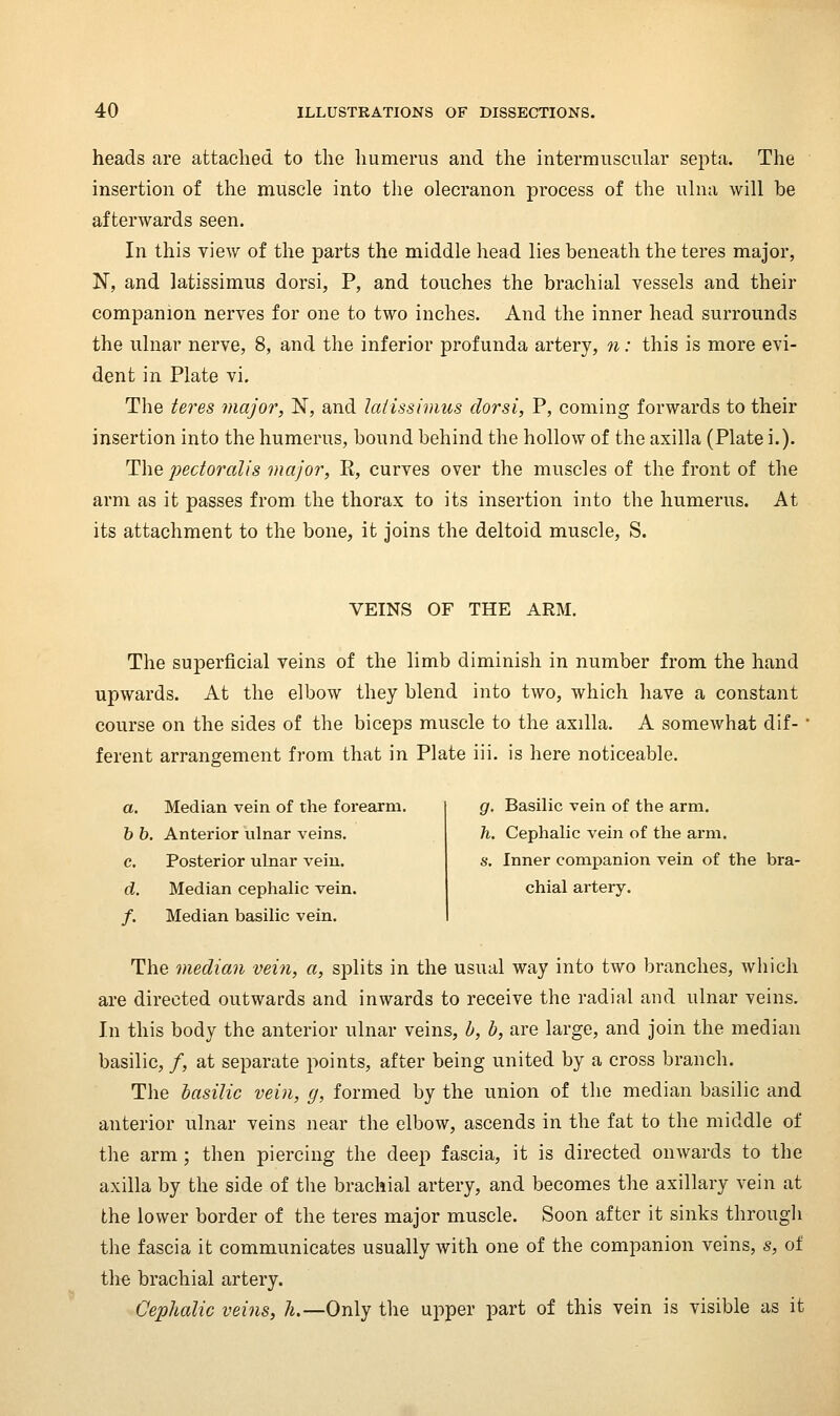 heads are attaclied to the humerus and the intermuscular septa. The insertion of the muscle into the olecranon process of the ulna will be afterwards seen. In this view of the parts the middle head lies beneath the teres major, N, and latissimus dorsi, P, and touches the brachial vessels and their companion nerves for one to two inches. And the inner head surrounds the ulnar nerve, 8, and the inferior profunda artery, n: this is more evi- dent in Plate vi. The teres major, N, and latissimus dorsi, P, coming forwards to their insertion into the humerus, bound behind the hollow of the axilla (Plate i.). The pectoralis major, E, curves over the muscles of the front of the arm as it passes from the thorax to its insertion into the humerus. At its attachment to the bone, it joins the deltoid muscle, S. VEINS OF THE ARM. The superficial veins of the limb diminish in number from the hand upwards. At the elbow they blend into two, which have a constant course on the sides of the biceps muscle to the axilla. A somewhat dif- ferent arrangement from that in Plate iii. is here noticeable. a. Median vein of the forearm. 6 6. Anterior ulnar veins. c. Posterior ulnar vein. d. Median cephalic vein. /. Median basilic vein. g. Basilic vein of the arm. h. Cephalic vein of the arm. s. Inner companion vein of the bra- chial artery. The median vein, a, splits in the usual way into two branches, Avhich are directed outwards and inwards to receive the radial and ulnar veins. In this body the anterior ulnar veins, b, b, are large, and join the median basilic, /, at separate points, after being united by a cross branch. The basilic vein, g, formed by the union of the median basilic and anterior ulnar veins near the elbow, ascends in the fat to the middle of the arm; then piercing the deep fascia, it is directed onwards to the axilla by the side of the brachial artery, and becomes the axillary vein at the lower border of the teres major muscle. Soon after it sinks through the fascia it communicates usually with one of the companion veins, s, of the brachial artery. Cephalic veins, h.—Only the upper part of this vein is visible as it