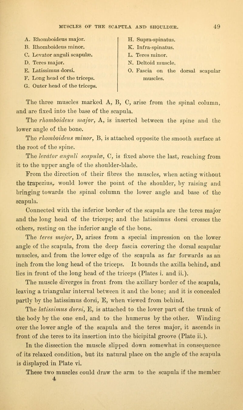 A. Rhomboideus major. B. Rhomboideus minor. C. Levator anguli scapulae. D. Teres major. E. Latissimus dorsl. F. Long head of the triceps. G. Outer head of the triceps. H. Supra-spinatus. K, Infra-spinatus. L. Teres minor. N. Deltoid muscle. O. Fascia on the dorsal scapular muscles. The three muscles marked A, B, C, arise from the spinal column, and are fixed into the base of the scapula. The rliomloideus major, A, is inserted between the spine and the lower angle of the bone. The 1'liomhoideus minor, B, is attached opposite the smooth surface at the root of the spine. The levator anguli scapulm, C, is fixed above the last, reaching from it to the upper angle of the shoulder-blade. From the direction of their fibres the muscles, when acting without the trapezius,, would lower the pomt of the shoulder, by raising and bringing towards the spinal column the lower angle and base of the scapula. Connected with the inferior border of the scapula are the teres major and the long head of the triceps; and the latissimus dorsi crosses the others, resting on the inferior angle of the bone. The teres major, D, arises from a sj)ecial impression on the lower angle of the scapula, from the deep fascia covering the dorsal scapular muscles, and from the lower edge of the scapula as far forwards as an inch from the long head of the triceps. It bounds the axilla behind, and lies in front of the long head of the triceps (Plates i. and ii.). The muscle diverges in front from the axillary border of the scapula, leaving a triangular interval between it and the bone; and it is concealed partly by the latissimus dorsi, E, when viewed from behind. The latissimus dorsi, E, is attached to the lower part of the trunk of the body by the one end, and to the humerus by the other. Winding over the lower angle of the scapula and the teres major, it ascends in front of che teres to its insertion into the bicipital groove (Plate ii.). In the dissection the muscle slipped down somewhat in consequence of its relaxed condition, but its natural place on the angle of the scapula is displayed in Plate vi. These two muscles could draw the arm to the scapula if the member