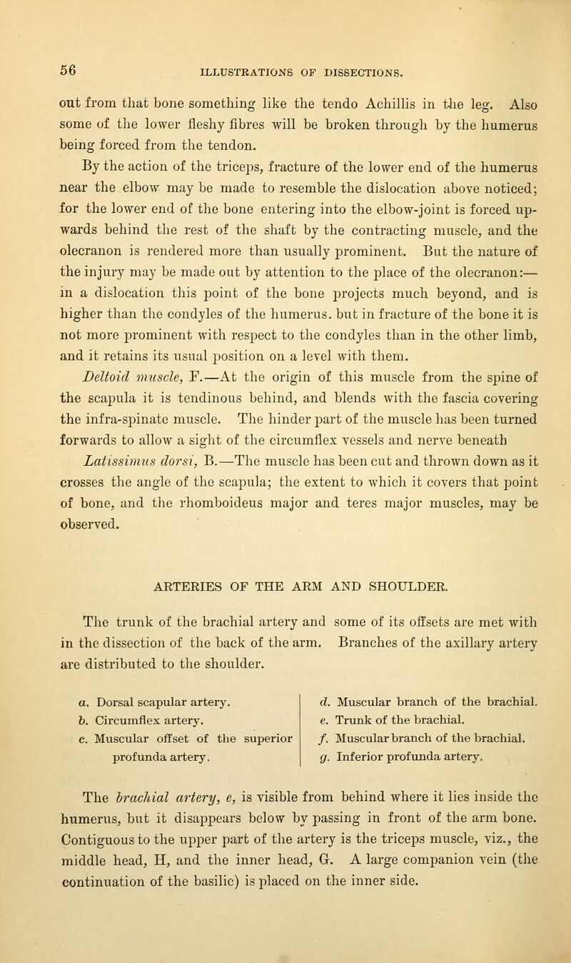 out from that bone something like the tendo Achilhs in the leg. Also some of the lower fleshy fibres will be broken through by the humerus being forced from the tendon. By the action of the triceps, fracture of the lower end of the humerus near the elbow may be made to resemble the dislocation above noticed; for the lower end of the bone entering into the elbow-joint is forced up- wards behind the rest of the shaft by the contracting muscle, and the olecranon is rendered more than usually prominent. But the nature of the injury may be made out by attention to the place of the olecranon:— in a dislocation this point of the bone projects much beyond, and is higher than the condyles of the humerus, but in fracture of the bone it is not more prominent with respect to the condyles than in the other limb, and it retains its usual position on a level with them. Deltoid muscle, F.—At the origin of this muscle from the spine of the scapula it is tendinous behind, and blends with the fascia covering the infra-spinatc muscle. The hinder part of the muscle has been turned forwards to allow a sight of the circumflex vessels and nerve beneath Latissvnus doi'si, B.—The muscle has been cut and thrown down as it crosses the angle of the scapula; the extent to which it covers that point of bone, and the rhomboideus major and teres major muscles, may be observed. ARTERIES OF THE ARM AND SHOULDER. Tlie trunk of the brachial artery and some of its offsets are met with in the dissection of the back of the arm. Branches of the axillary artery are distributed to the shoulder. a. Dorsal scapular artery. 6. Circumflex artery. c. Muscular offset of the superior profunda artery. d. Muscular branch of the brachial. e. Trunk of the brachial. /. Muscular branch of the brachial. g. Inferior profunda artery. The hracMal artery, e, is visible from behind where it lies inside the humerus, but it disappears below by passing in front of the arm bone. Contiguous to the upper part of the artery is the triceps muscle, viz., the middle head, H, and the inner head, G. A large companion vein (the continuation of the basilic) is placed on the inner side.