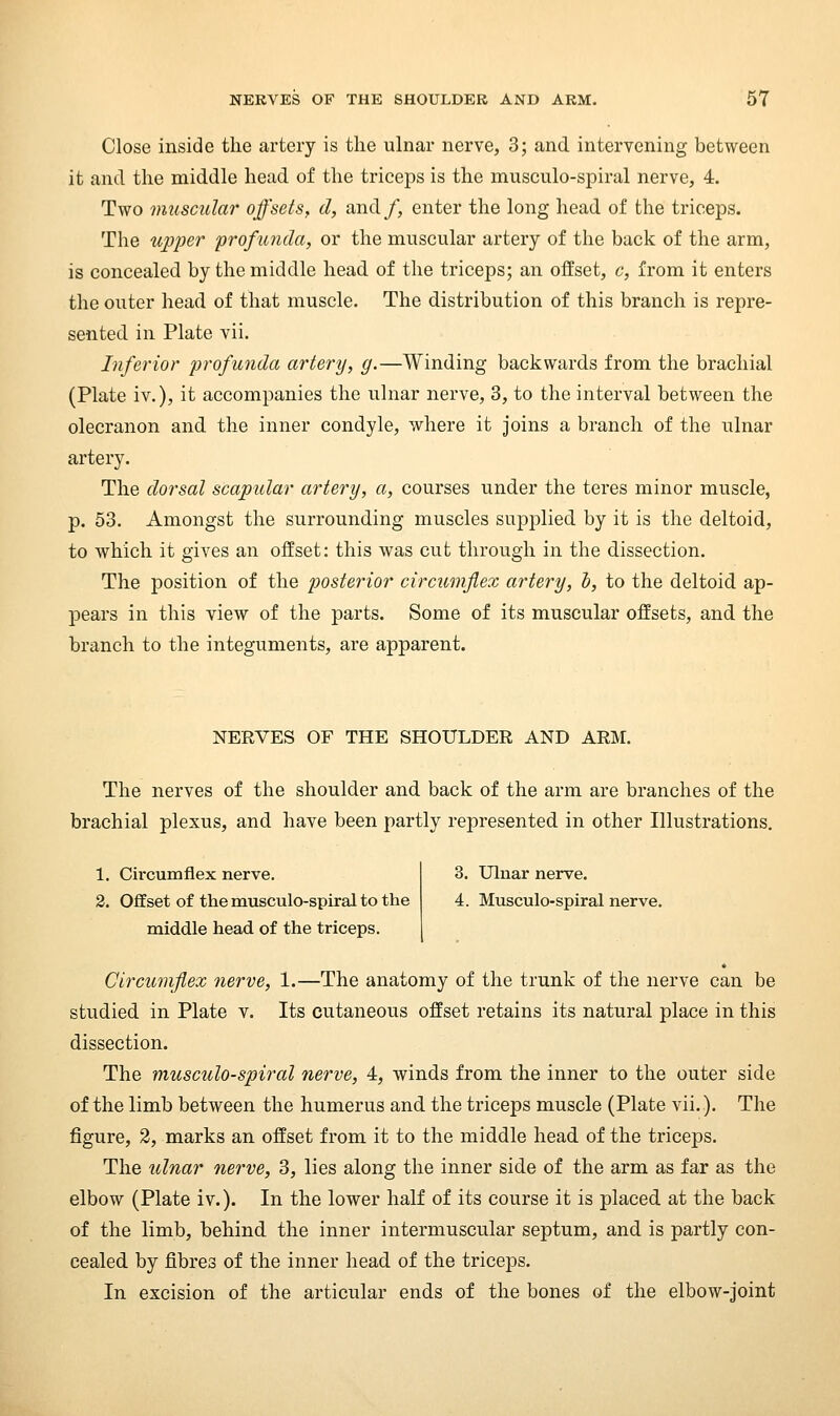 Close inside the artery is the ulnar nerve, 3; and intervening between it and the middle head of the triceps is the musculo-spiral nerve, 4. Two muscular offsets, d, and/, enter the long head of the triceps. The upper profunda, or the muscular artery of the back of the arm, is concealed by the middle head of the triceps; an offset, c, from it enters the outer head of that muscle. The distribution of this branch is repre- sented in Plate vii. Inferior profunda artery, g.—Winding backwards from the brachial (Plate iv.), it accompanies the ulnar nerve, 3, to the interval between the olecranon and the inner condyle, where it joins a branch of the ulnar artery. The dorsal scapular artery, a, courses under the teres minor muscle, p. 53. Amongst the surrounding muscles supplied by it is the deltoid, to which it gives an offset: this was cut through in the dissection. The position of the poste7'ior circumflex artery, I, to the deltoid ap- pears in this view of the parts. Some of its muscular offsets, and the branch to the integuments, are apparent. NERVES OF THE SHOULDER AND ARM. The nerves of the shoulder and back of the arm are branches of the brachial plexus, and have been partly represented in other Illustrations. 1. Ch-cumflex nerve. 2. Offset of the musculo-spiral to the middle head of the triceps. 3. Uluar nerve. 4. Musculo-spiral nerve. Circumflex nerve, 1.—The anatomy of the trunk of the nerve can be studied in Plate v. Its cutaneous offset retains its natural place in this dissection. The musculo-spiral nerve, 4, winds from the inner to the outer side of the limb between the humerus and the triceps muscle (Plate vii.). The figure, 2, marks an offset from it to the middle head of the triceps. The ulnar nerve, 3, lies along the inner side of the arm as far as the elbow (Plate iv.). In the lower half of its course it is placed at the back of the limb, behind the inner intermuscular septum, and is partly con- cealed by fibres of the inner head of the triceps. In excision of the articular ends of the bones of the elbow-joint