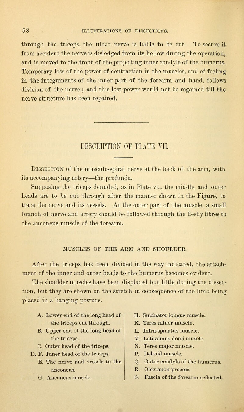through the triceps, the ulnar nerve is liable to be cut. To secure it from accident the nerve is dislodged from its hollow during the operation, and is moved to the front of the projecting inner condyle of the humerus. Temporary loss of the power of contraction in the muscles, and of feeling in the integuments of the inner part of the forearm and hand, follows division of the nerve ; and tliis lost power would not be regained till the nerve structure has been repaired. DESCRIPTION OF PLATE VII. DissECTioisr of the musculo-spiral nerve at the back of the arm, with its accompanying artery—the jorofunda. Supposing the triceps denuded, as in Plate vi., the middle and outer heads are to be cut through after the manner shown in the Figure, to trace the nerve and its vessels. At the outer part of the muscle, a small branch of nerve and artery should be followed through the fleshy fibres to the anconeus muscle of the forearm. MUSCLES OF THE ARM AND SHOULDER. After the triceps has been divided in the way indicated, the attach- ment of the inner and outer heajis to the humerus becomes evident. The shoulder muscles have been displaced but little during the dissec- tion, but they are shown on the stretch in consequence of the limb being placed in a hanging posture. A. Lower end of the long head of the triceps cut through. B. Upper end of the long head of the triceps. C. Outer head of the triceps. D. F. Inner head of the triceps. E. The nerve and vessels to the anconeus. G. Anconeus inuscle. H. Supinator longus muscle. K. Teres minor muscle. L. Infra-spinatus muscle. M. Latissimus dorsi muscle. N. Teres major muscle. P. Deltoid muscle. Q. Outer condyle of the humerus. R. Olecranon process. S. Fascia of the forearm reflected.