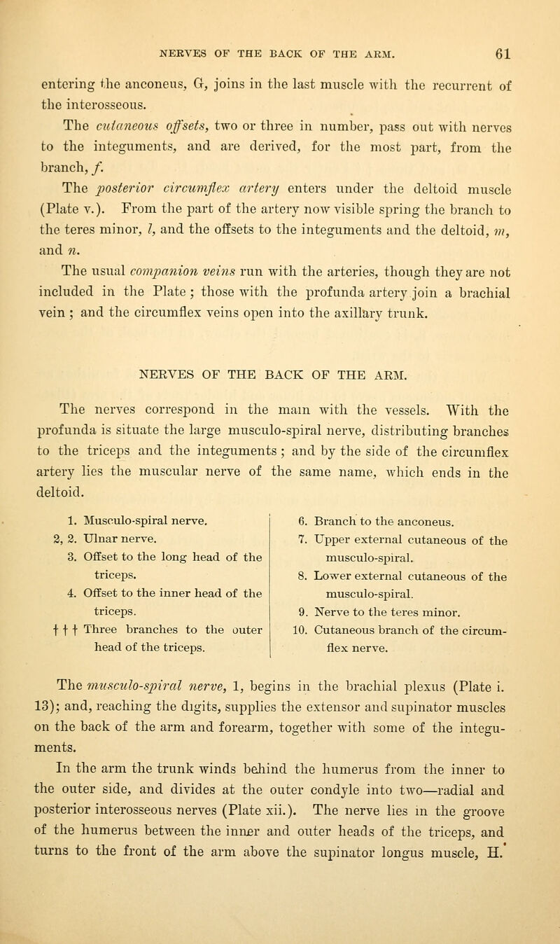 entering the anconeus, G, joins in the last muscle with the recurrent of the interosseous. The cutaneous offsets, two or three in number, joass out with nerves to the integuments, and are derived, for the most part, from the branch, /. The posterior' circumflex artery enters under the deltoid muscle (Plate v.). From the part of the artery now visible spring the branch to the teres minor, /, and the offsets to the integuments and the deltoid, m, and n. The usual companion veins run with the arteries, though they are not included in the Plate; those with the profunda artery join a brachial vein ; and the circumflex veins open into the axillary trunk. NERVES OF THE BACK OF THE ARM. The nerves correspond in the mam with the vessels. With the profunda is situate the large musculo-spiral nerve, distributing branches to the triceps and the integuments; and by the side of the circumflex artery lies the muscular nerve of the same name, which ends in the deltoid. 1. Musculo-spiral nerve. 2, 2. Ulnar nerve. 3. Offset to the long head of the triceps. 4. Offset to the inner head of the triceps. f f f Three branches to the outer head of the triceps. 6. Branch to the anconeus. 7. Upper external cutaneous of the musculo-spiral. 8. Lower external cutaneous of the musculo-spiral. 9. Nerve to the teres minor, 10. Cutaneous branch of the circum- flex nerve. The musculo-spiral nerve, 1, begins in the brachial plexus (Plate i. 13); and, reaching the digits, supplies the extensor and supinator muscles on the back of the arm and forearm, together with some of the integu- ments. In the arm the trunk winds behind the humerus from the inner to the outer side, and divides at the outer condyle into two—radial and posterior interosseous nerves (Plate xii.). The nerve lies m the groove of the humerus between the inner and outer heads of the triceps, and turns to the front of the arm above the supinator longus muscle, H.
