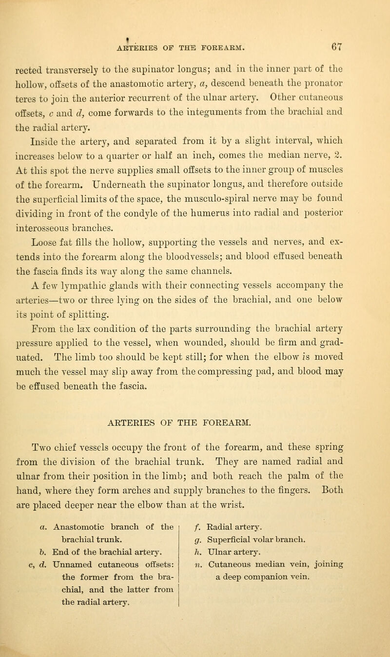 rected transversely to the supinator longus; and in the inner part of the hollow, offsets of the anastomotic artery, a, descend beneath the pronator teres to join the anterior recurrent of the ulnar artery. Other cutaneous offsets, c and d, come forwards to the integuments from the brachial and the radial artery. Inside the artery, and separated from it by a slight interval, which increases below to a quarter or half an inch, comes the median nerve, 2. At this spot the nerve supplies small offsets to the inner group of muscles of the forearm. Underneath the supinator longus, and therefore outside the superficial limits of the space, the musculo-spiral nerve may be found dividing in front of the condyle of the humerus into radial and posterior interosseous branches. Loose fat fills the hollow, supporting the vessels and nerves, and ex- tends into the forearm along the bloodvessels; and blood effused beneath the fascia finds its way along the same channels. A few lympathic glands with their connecting vessels accompany the arteries—two or three lying on the sides of the brachial, and one below its jioint of splitting. From the lax condition of the parts surrounding the brachial artery pressure applied to the vessel, when wounded, should be firm and grad- uated. The limb too should be kept still; for when the elbow is moved much the vessel may slip away from the compressing pad, and blood may be effused beneath the fascia. ARTERIES OF THE FOREARM. Two chief vessels occupy the front of the forearm, and these spring from the division of the brachial trunk. They are named radial and ulnar from their position in the limb; and both reach the palm of the hand, where they form arches and supply branches to the fingers. Both are placed deeper near the elbow than at the wrist. a. Anastomotic branch of the brachial trunk. b. End of the brachial artery. c, d. Unnamed cutaneous offsets: the former from the bra- chial, and the latter from the radial arteiy. /. Radial artery. g. Superficial volar branch. h. Ulnar artery. n. Cutaneous median vein, joining a deep companion vein.