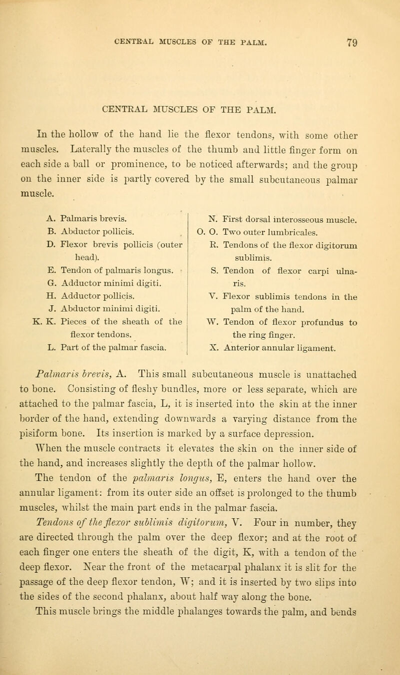 CENTRAL MUSCLES OF THE PALM. Ill the hollow of the hand lie the flexor tendons, with some other muscles. Laterally the muscles of the thumb and little finger form on each side a ball or prominence, to be noticed afterwards; and the group on the inner side is partly covered by the small subcutaneous palmar muscle. A. Palmaris brevis. B. Abductor pollicis. D. Flexor brevis pollicis (outer head). E. Tendon of palmaris longus. G. Adductor minimi digiti. H. Adductor pollicis. J. Abductor minimi digiti. N. First dorsal interosseous muscle. O. O. Two outer lumbricales. R. Tendons of the flexor digitorum sublimis. S. Tendon of flexor carpi ulna- ris. V. Flexor sublimis tendons in the palm of the hand. K. Pieces of tlie sheath of the W, Tendon of flexor profundus to flexor tendons. L. Part of the palmar fascia. the ring finger. X. Anterior annular ligament. Palmaris irevis, A. This small subcutaneous muscle is unattached to bone. Consisting of fleshy bundles, more or less separate, which are attached to the palmar fascia, L, it is inserted into the skin at the inner border of the hand, extending downwards a varying distance from the pisiform bone. Its insertion is marked by a surface depression. When the muscle contracts it elevates the skin on the inner side of the hand, and increases slightly the dejath of the palmar hollow. The tendon of the palmaris longus, E, enters the hand over the annular ligament: from its outer side an offset is prolonged to the thumb muscles, whilst the main part ends in the palmar fascia. Tendons of the flexor sublimis digitorum, Y. Four in number, they are directed through the palm over the deep flexor; and at the root of each finger one enters the sheath of the digit, K, with a tendon of the deep flexor. JSTear the front of the metacarpal phalanx it is slit for the passage of the deep flexor tendon, TV; and it is inserted by two slips into the sides of the second phalanx, about half way along the bone. This muscle brings the middle phalanges towards the palm, and bends