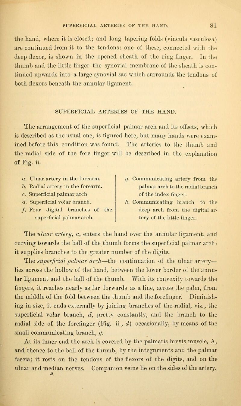 the hand, where it is closed; and long tapering folds (vincula vasculosa) are continued from it to the tendons: one of these, connected with the deep flexor, is shown in the opened sheath of the ring finger. In the thumb and the little finger the synovial membrane of the sheath is con- tinued upwards into a large synovial sac which surrounds the tendons of both flexors beneath the annular ligament. SUPERFICIAL ARTERIES OF THE HAND. The arrangement of the superficial palmar arch and its offsets, which is described as the usual one, is figured here, but many hands were exam- ined before this condition was found. The arteries to the thumb and the radial side of the fore finger will be described in the exj)lanation of Fig. ii. a. Ulnar artery in the forearm. b. Radial artery in the forearm. c. Superficial palmar arch. d. Superficial volar branch. /. Four digital branches of the superficial palmar arch. g. Communicating artery from the palmar arch to the radial branch of the index finger. h. Communicating branch to the deep arch from the digital ar- tery of the little finger. The ulnar artery, a, enters the hand over the annular ligament, and curving towards the ball of the thumb forms the superficial palmar arch: it supplies branches to the greater number of the digits. The superficial palmar arch—the continuation of the ulnar artery— lies across the hollow of the hand, between the lower border of the annu- lar ligament and the ball of the thumb. With its convexity towards the fingers, it reaches nearly as far forwards as a line, across the palm, from the middle of the fold between the thumb and the forefinger. Diminish- ing in size, it ends externally by joining branches of the radial, viz., the superficial volar branch, d, pretty constantly, and the branch to the radial side of the forefinger (Fig. ii., d) occasionally, by means of the small communicating branch, g. At its inner end the arch is covered by the palmaris brevis muscle, A, and thence to the ball of the thumb, by the integuments and the palmar fascia; it rests on the tendons of the flexors of the digits, and on the ulnar and median nerves. Companion veins lie on the sides of the artery.