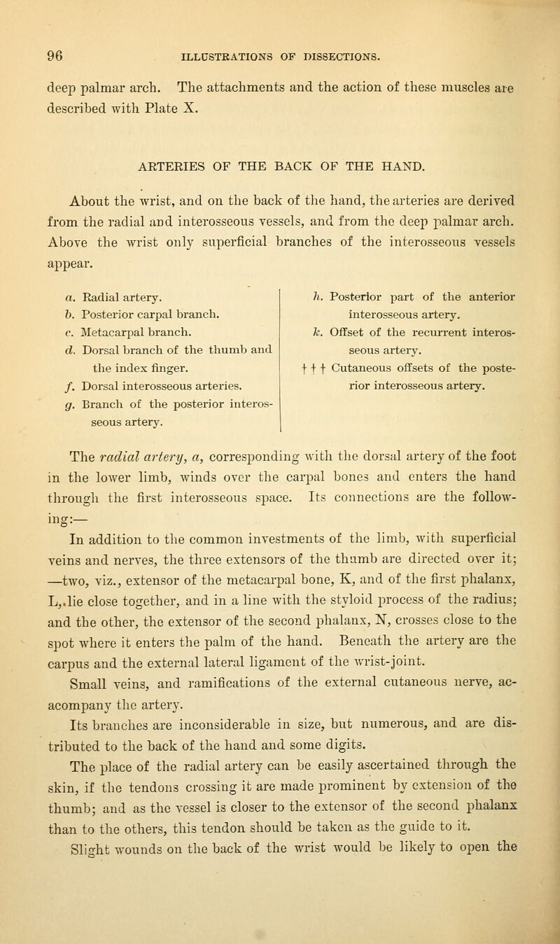 deep palmar arch. The attachments and the action of these muscles are described with Plate X. ARTERIES OF THE BACK OF THE HAND. About the wrist, and on the back of tlie hand, the arteries are derived from the radial and interosseous vessels, and from the deep palmar arch. Above the wrist only superficial branches of the interosseous vessels appear. a. Radial artery. 6. Posterior carpal branch. e. Metacarpal branch. d. Dorsal branch of the thumb and the index finger. /. Dorsal interosseous arteries. g. Branch of the posterior interos- seous artery. h. Posterior part of the anterior interosseous artery, k. Offset of the recurrent interos- seous artery. Iff Cutaneous offsets of the poste- rior interosseous artery. The radial artery, a, corresponding with the dorsal artery of the foot in the lower limb, Avinds over the carpal bones and enters the hand througli the first interosseous space. Its coiinections are the follow- ing:— In addition to the common investments of the limb, with superficial veins and nerves, the three extensors of the thumb are directed over it; —two, viz., extensor of the metacarpal bone, K, and of the first phalanx, L,.lie close together, and in a line with the styloid process of the radius; and the other, the extensor of the second phalanx, N, crosses close to the spot where it enters the palm of the hand. Beneath the artery are the carpus and the external lateral ligament of the wrist-joint. Small veins, and ramifications of the external cutaneous nerve, ac- acompany the artery. Its branches are inconsiderable in size, but numerous, and are dis- tributed to the back of the hand and some digits. The place of the radial artery can be easily ascertained through the skin, if the tendons crossing it are made prominent by extension of the thumb; and as the vessel is closer to the extensor of the second phalanx than to the others, this tendon should be taken as the guide to it. Slight wounds on the back of the wrist would be likely to open the