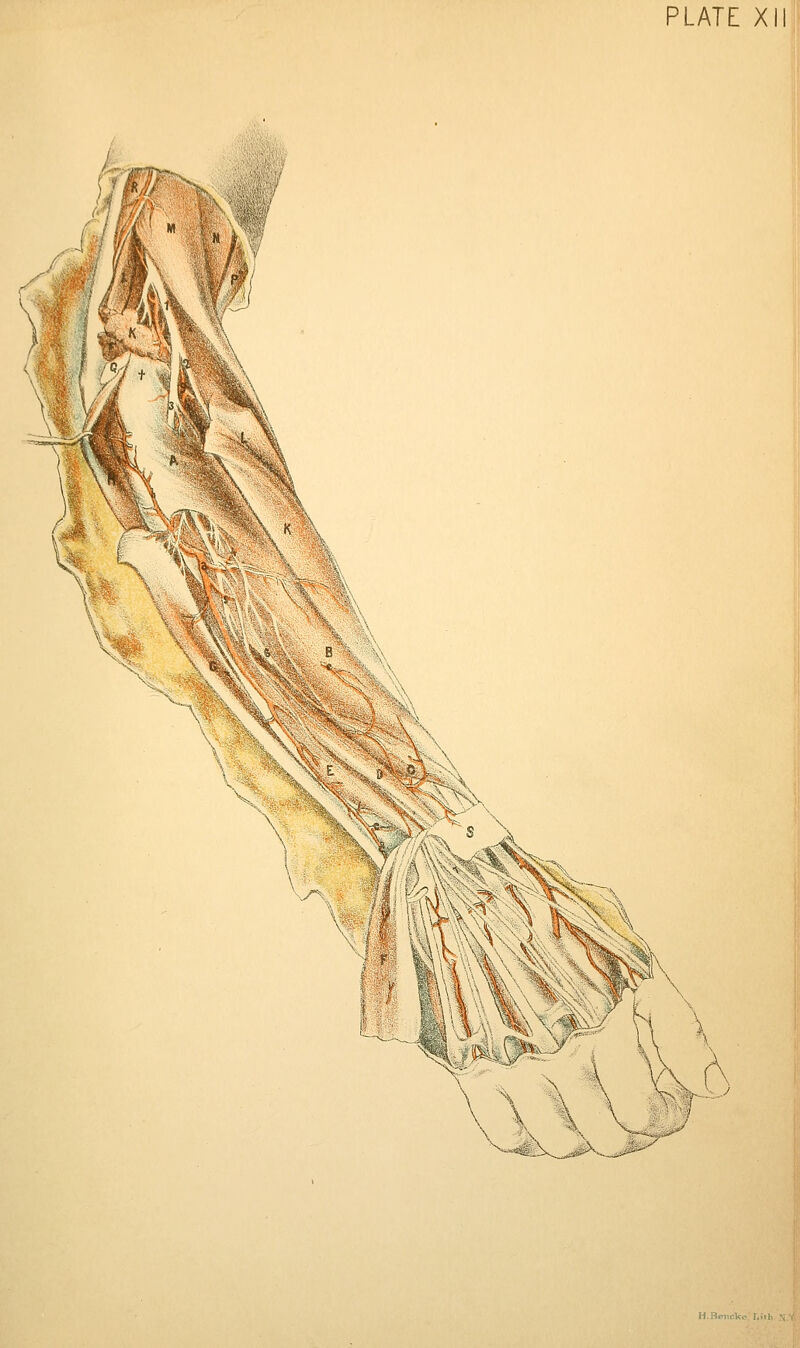 PLATE XI ^K X '\kK% X XTL-^ \/* \|'| 'tv, ^15K V*- , Vkju^ '^k. ^ v^^:*;.