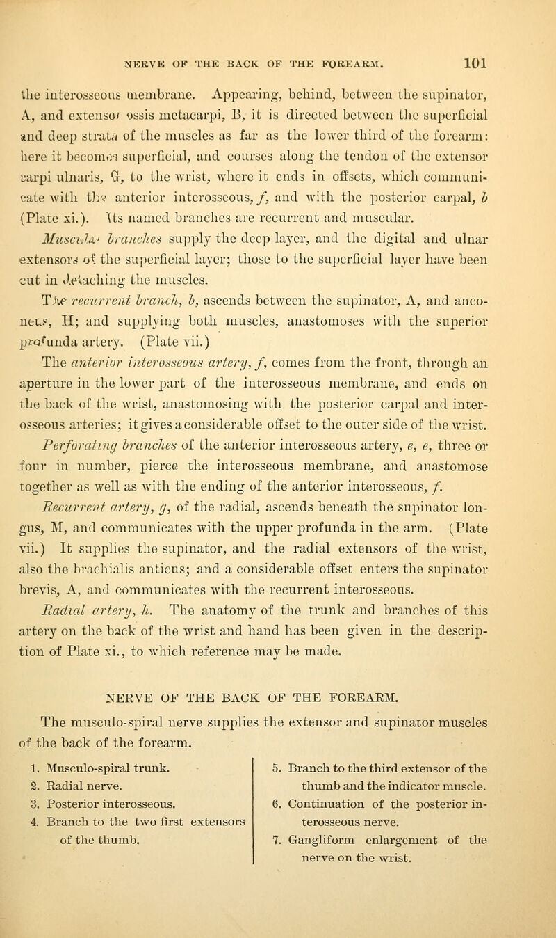 ilie interosseous membrane. Appearing, behind, between the supinator, A., and extenso/ ossis metacar]Di, B, it is directed between the superficial and deep strata of the muscles as far as the lower third of the forearm: here it becomo-'i superficial, and courses along the tendon of the extensor carpi ulnaris, Gr, to the wrist, where it ends in offsets, which communi- cate with tJy.^ anterior interosseous,/, and with the posterior carpal, b (Plate xi.). (ts named branches are recurrent and muscular. MusciJii' branches supply the deep layer, and the digital and ulnar extensors oi the superficial layer; those to the superficial layer have been cut in <lelaching the muscles. TV recurrent branch, b, ascends between the supinator, A, and anco- neicP, H; and supplying both muscles, anastomoses with the superior proi^unda artery. (Plate vii.) The anterior interosseous artery, f, comes from the front, through an aperture in the lower part of the interosseous membrane, and ends on the back of tlie wrist, anastomosing with the posterior carpal and inter- osseous arteries; it gives a considerable offset to the outer side of the wrist. Perforating branches of the anterior interosseous arterj^, e, e, three or four in number, pierce the interosseous membrane, and anastomose together as well as with the ending of the anterior interosseous, /. Recurrent artery, g, of the radial, ascends beneath the supinator lon- gus, M, and communicates with the upper profunda in the arm. (Plate vii.) It supplies the supinator, and the radial extensors of the wrist, also the brachialis anticus; and a considerable offset enters the supinator brevis. A, and communicates with the recurrent interosseous. Radial artery, li. The anatomy of the trunk and branches of this artery on the back of the wrist and hand has been given in the descrip- tion of Plate xi., to which reference may be made. NERVE OF THE BACK OF THE FOREARM. The musculo-spiral nerve supplies the extensor and supinator muscles of the back of the forearm. 1. Musculo-spiral trunk. 2. Radial nerve. 3. Posterior interosseous. 4. Branch to the two first extensors of the tliumb. 5. Branch to the third extensor of the thumb and the indicator muscle. 6. Continuation of the posterior in- terosseous nerve. 7. Gangliform enlargement of the nerve on the wrist.