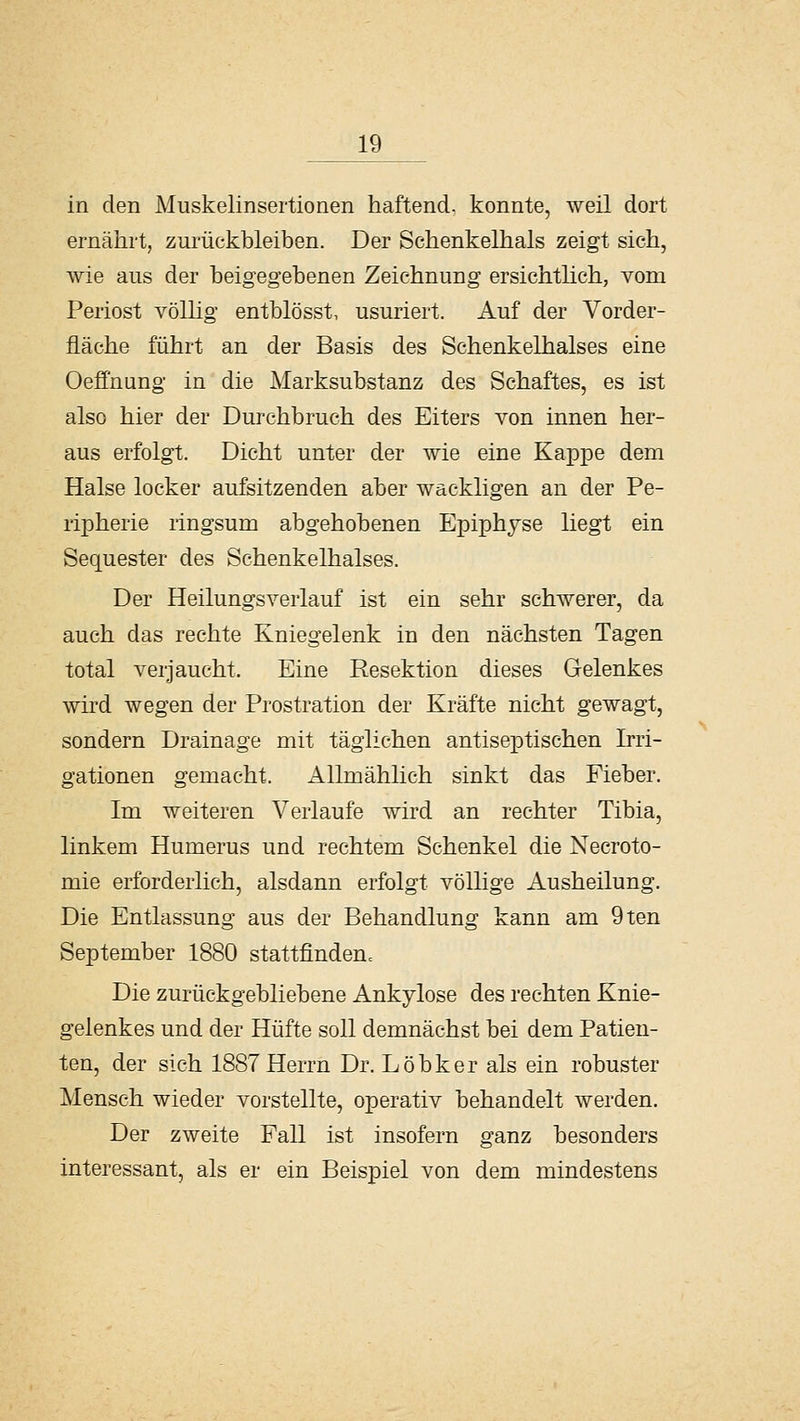 in den Muskelinsertionen haftend, konnte, weil dort ernährt, zurückbleiben. Der Schenkelhals zeigt sich, wie aus der beigegebenen Zeichnung ersichtlich, vom Periost vöUig entblösst, usuriert. Auf der Vorder- fläehe führt an der Basis des Schenkelhalses eine Oeffnung in die Marksubstanz des Schaftes, es ist also hier der Durchbruch des Eiters von innen her- aus erfolgt. Dicht unter der wie eine Kappe dem Halse locker aufsitzenden aber wackligen an der Pe- ripherie ringsum abgehobenen Epiphyse liegt ein Sequester des Schenkelhalses. Der Heilungsverlauf ist ein sehr schwerer, da auch das rechte Kniegelenk in den nächsten Tagen total verjaucht. Eine Resektion dieses Gelenkes wird wegen der Prostration der Kräfte nicht gewagt, sondern Drainage mit täglichen antiseptischen Irri- gationen gemacht. Allmählich sinkt das Fieber. Im weiteren Verlaufe wird an rechter Tibia, linkem Humerus und rechtem Schenkel die Necroto- mie erforderlich, alsdann erfolgt völlige Ausheilung. Die Entlassung aus der Behandlung kann am 9ten September 1880 stattfindeUc Die zurückgebliebene Ankylose des rechten Knie- gelenkes und der Hüfte soll demnächst bei dem Patien- ten, der sich 1887 Herrn Dr. Löbker als ein robuster Mensch wieder vorstellte, operativ behandelt werden. Der zweite Fall ist insofern ganz besonders interessant, als er ein Beispiel von dem mindestens