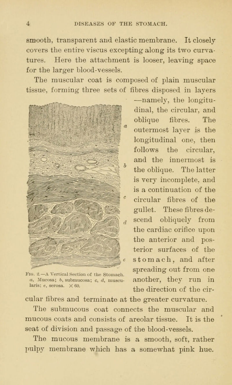 »' J!^^: smooth, transparent and elastic membrane. It closely covers the entire viscus excepting along its two curva- tures. Here the attachment is looser, leaving space for the larger blood-vessels. The muscular coat is composed of plain muscular tissue, forming three sets of fibres disposed in layers .^^ —namely, the longitu- ^ : j ■' ■ :4 dinal, the circular, and oblique fibres. The outermost layer is the longitudinal one, then follows the circular, and the innermost is the oblique. The latter is very incomplete, and is a continuation of the circular fibres of the gullet. These fibres de- scend obliquely from the cardiac orifice upon the anterior and pos- terior surfaces of the stomach, and after spreading out from one another, they run in the direction of the cir- cular fibres and terminate at the greater curvature. The submucous coat connects the muscular and mucous coats and consists of areolar tissue. It is the seat of division and passage of the blood-vessels. The mucous membrane is a smooth, soft, rather pulpy membrane which has a somewhat pink hue. Fig. 5J.—a Vertical Section of the Stomach. a. Mucosa; 6, submucosa; c, d, muscu- laris; e, serosa. X 60.