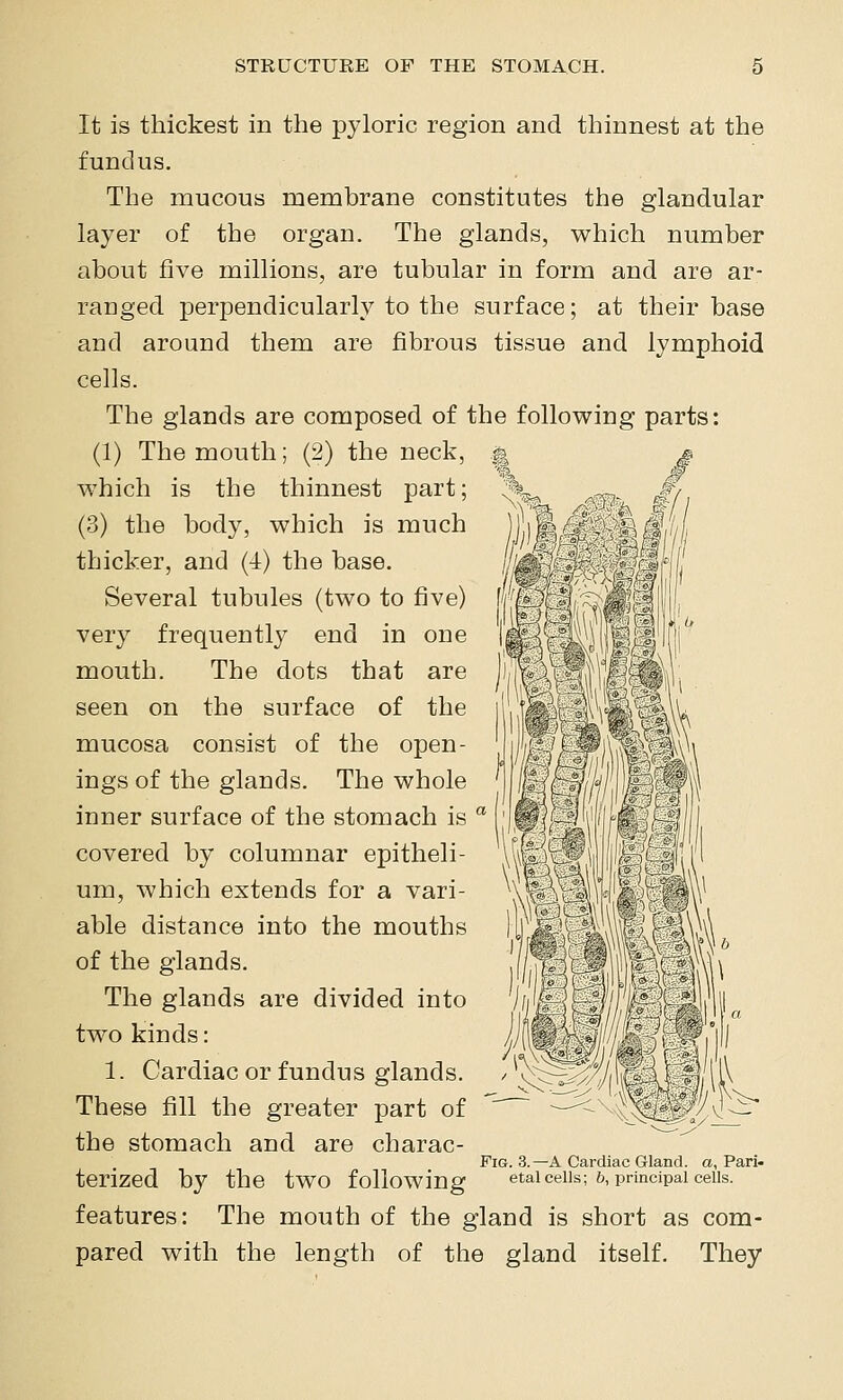 It is thickest in the pyloric region and thinnest at the fundus. The mucous membrane constitutes the glandular layer of the organ. The glands, which number about five millions, are tubular in form and are ar- ranged perpendicularly to the surface; at their base and around them are fibrous tissue and lymphoid cells. The glands are composed of the following parts: (1) The mouth; (2) the neck, which is the thinnest part; (3) the body, which is much thicker, and (4) the base. Several tubules (two to five) very frequently end in one mouth. The dots that are seen on the surface of the mucosa consist of the open- ings of the glands. The whole inner surface of the stomach is  covered by columnar epitheli- um, which extends for a vari- able distance into the mouths of the glands. The glands are divided into two kinds: 1. Cardiac or fundus glands. These fill the greater part of the stomach and are charac- terized by the two following features: The mouth of the gland is short as com- pared with the length of the gland itself. They Fig. 3.—a Cardiac Gland, a, Pari- etal cells; 6, principal cells.