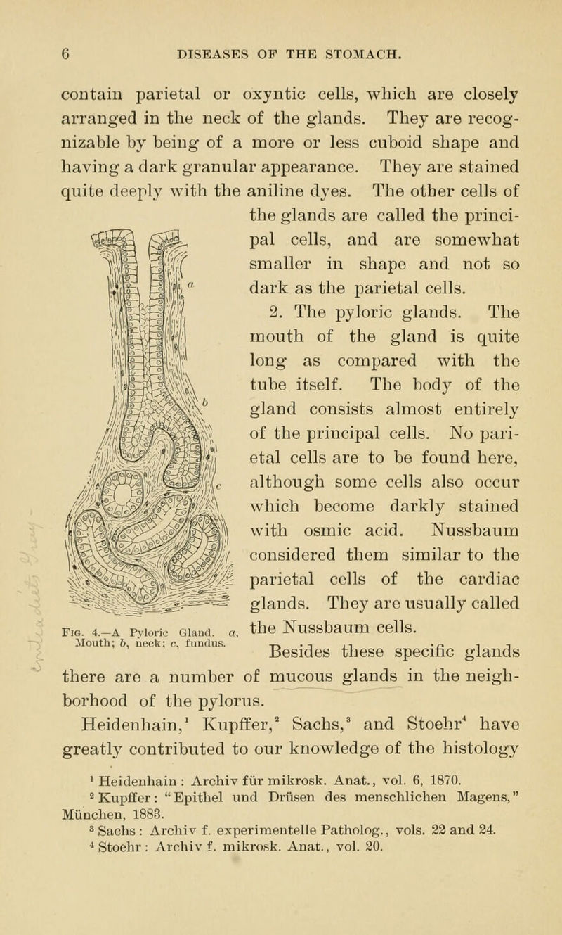 contain parietal or oxyntic cells, which are closely arranged in the neck of the glands. They are recog- nizable by being of a more or less cuboid shape and having a dark granular appearance. They are stained quite deeply with the aniline dyes. The other cells of the glands are called the princi- pal cells, and are somewhat smaller in shape and not so dark as the parietal cells. 2. The pyloric glands. The mouth of the gland is quite long as compared with the tube itself. The body of the gland consists almost entirely of the principal cells. No jDari- etal cells are to be found here, although some cells also occur which become darkly stained with osmic acid. Nussbaum considered them similar to the parietal cells of the cardiac glands. They are usually called the Nussbaum cells. Besides these specific glands there are a number of mucous glands in the neigh- borhood of the pylorus. Heidenhain,' Kupffer, Sachs,' and Stoehr' have greatly contributed to our knowledge of the histology ' Heidenhain : Archiv fiir mikrosk. Anat., vol. 6, 1870. 2 Kupffer: Epithel und Driisen des menschlichen Magens, Miinchen, 1883. 3 Sachs : Archiv f. experimeutelle Patholog., vols. 23 and 24. ■• Stoehr : Archiv f. mikrosk. Anat., vol. 20. Fig. 4.—a Pyloric Gland, o, Mouth; 6, neck; c, fundus.