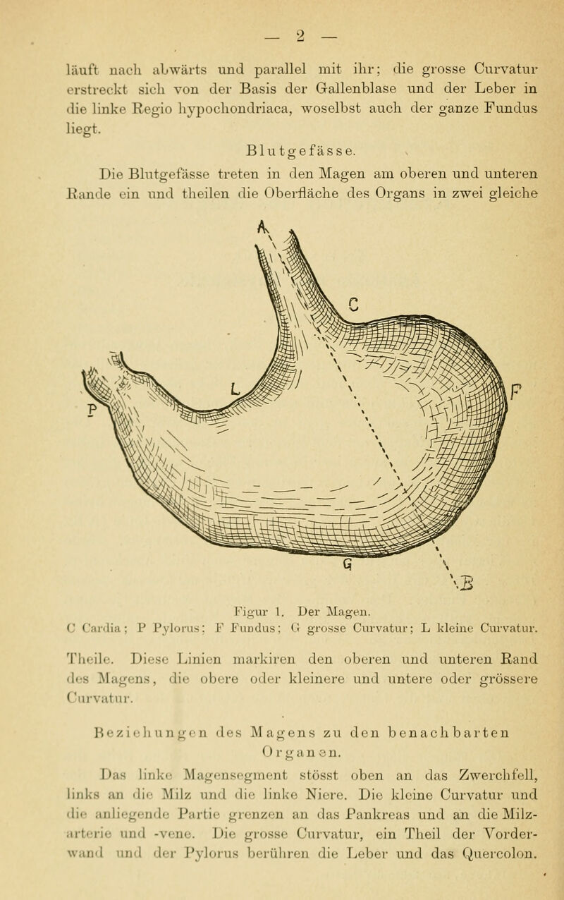 läuft nach abwärts und parallel mit ihr; die grosse Curvatur erstreckt sich von der Basis der Gallenblase und der Leber in die linke Regio hypochondriaca, woselbst auch der ganze Fundus liegt, Blutgefässe. Die Blutgefässe treten in den Magen am oberen und unteren Rande ein und theilen die Oberfläche des Organs in zwei gleiche Figur 1. Der Magen. C Cardia; P Pylorus; F Fundus; G grosse Curvatur; L kleine Curvatur. Theile. Diese Linien markiren den oberen und unteren Rand Magens, die obere oder kleinere und untere oder grössere Curvatur. Beziehungen des Magens zu den benachbarten Organen. I>;is linke Magensegment stösst oben an das Zwerchfell, links an <li<- Milz und die link»; Niere. Die kleine Curvatur und di<- anliegende Partie grenzen an das Pankreas und an die Milz- arterie und -vene. I>i<- grosse Curvatur, ein Theil der Vorder- wand und der Pylorus berühren die Leber und das Quercolon.