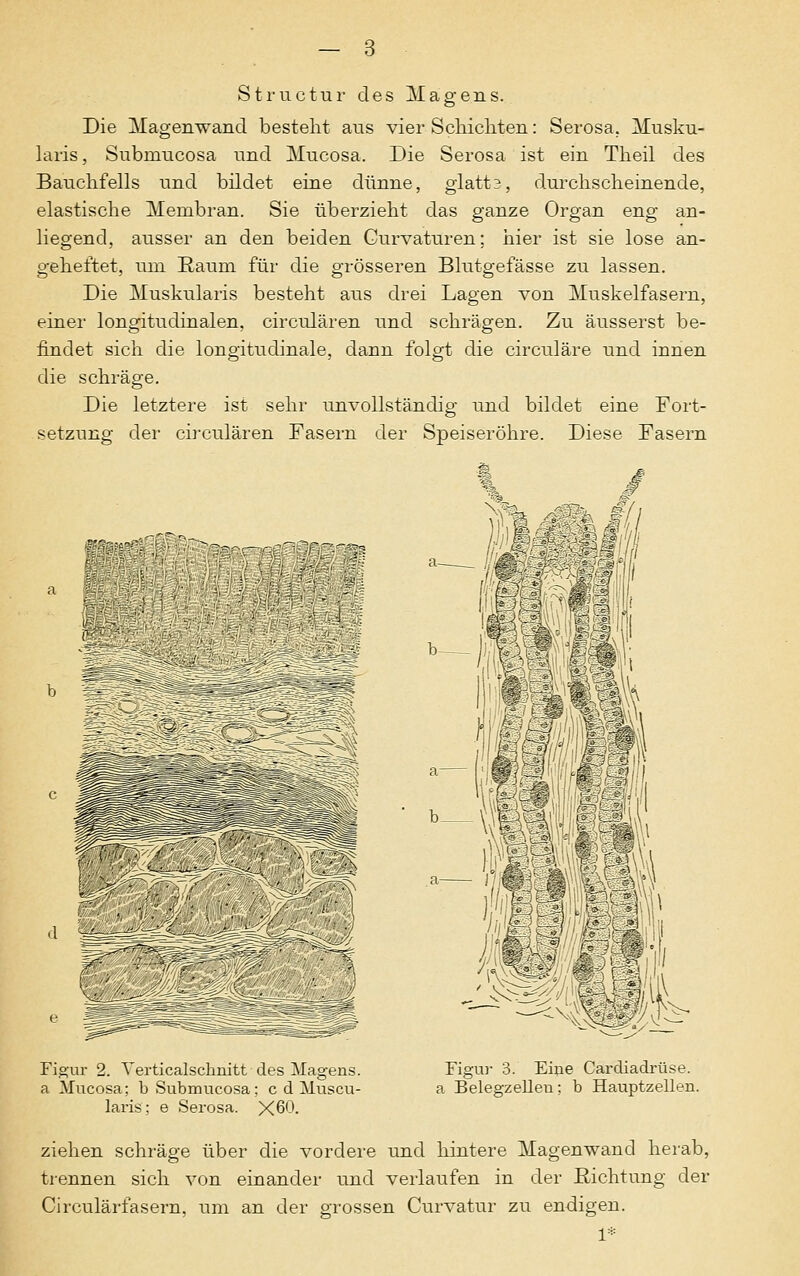 Structiir des Magens. Die Magemvand bestellt aus vier Schichten: Serosa. Musku- laris, Subniucosa und Mucosa. Die Serosa ist ein Theil des Bauchfells und bildet eine dünne, glatt3, durchscheinende, elastische Membran. Sie überzieht das ganze Organ eng an- liegend, ausser an den beiden Curvaturen; hier ist sie lose an- geheftet, um Raum für die grösseren Blutgefässe zu lassen. Die Muskularis besteht aus drei Lagen von Muskelfasern, einer longitudinalen, circulären und schrägen. Zu äusserst be- findet sich die longitudinale, dann folgt die circuläre und innen die schräge. Die letztere ist sehr unvollständig und bildet eine Fort- setzung der circulären Fasern der Speiseröhre. Diese Fasern V^r-.-t.rr/- ■ d u Figur 2. Verticalschnitt des Magens. a Mucosa; b Submucosa; c d Muscu- laris; e Serosa. X60. b fSmm .'^§^ L\» rn Figur 3. Eine Cardiadrüse. a Belegzelleu; b Hauptzellen. ziehen schräge über die vordere und hintere Magenwand herab, trennen sich von einander und verlaufen in der Richtung der Circulärfasern, um an der grossen Curvatur zu endigen. 1*