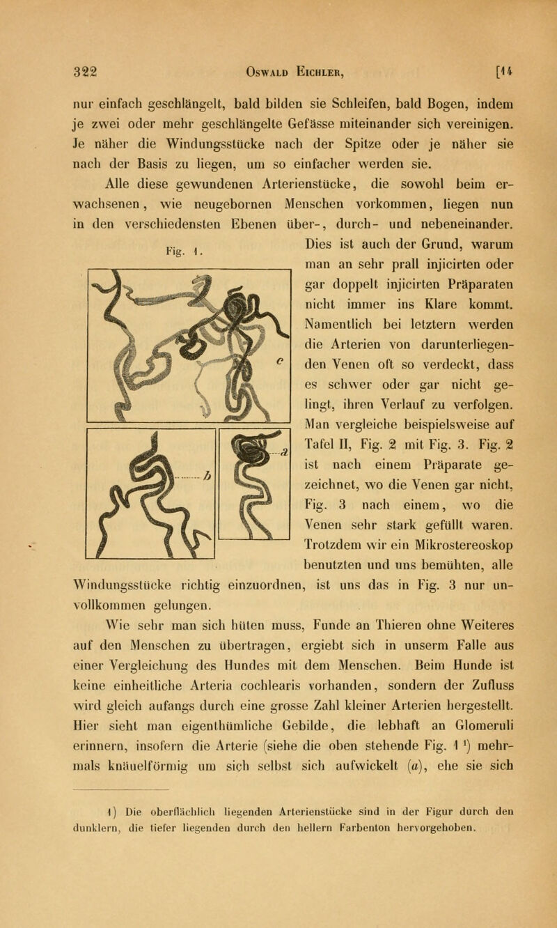 nur einfach geschlängelt, bald bilden sie Schleifen, bald Bogen, indem je zwei oder mehr geschlängelte Gefässe miteinander sich vereinigen. Je näher die Windungsstücke nach der Spitze oder je näher sie nach der Basis zu liegen, um so einfacher werden sie. Alle diese gewundenen Arterienstucke, die sowohl beim er- wachsenen , wie neugebornen Menschen vorkommen, liegen nun in den verschiedensten Ebenen über-, durch- und nebeneinander. .,. , Dies ist auch der Grund, warum Flg. \. ' man an sehr prall injicirten oder gar doppelt injicirten Präparaten nicht immer ins Klare kommt. Namentlich bei letztern werden die Arterien von darunterliegen- den Venen oft so verdeckt, dass es schwer oder gar nicht ge- lingt, ihren Verlauf zu verfolgen. Man vergleiche beispielsweise auf Tafel II, Fig. 2 mit Fig. 3. Fig. 2 ist nach einem Präparate ge- zeichnet, wo die Venen gar nicht, Fig. 3 nach einem, wo die Venen sehr stark gefüllt waren. Trotzdem wir ein MikroStereoskop benutzten und uns bemühten, alle Windungsstücke richtig einzuordnen, ist uns das in Fig. 3 nur un- vollkommen gelungen. Wie sehr man sich hüten muss, Funde an Thieren ohne Weiteres auf den Menschen zu übertragen, ergiebt sieh in unserm Falle aus einer Vergleichung des Hundes mit dem Menschen. Beim Hunde ist keine einheitliche Arteria cochlearis vorhanden, sondern der Zufluss wird gleich aufangs durch eine grosse Zahl kleiner Arterien hergestellt. Hier sieht man eigenthümliche Gebilde, die lebhaft an Glomeruli erinnern, insofern die Arterie (siehe die oben stehende Fig. 1 ') mehr- mals knäuelförmig um sich selbst sich aufwickelt (c), ehe sie sich i) Die oberfläclilich liegenden Arlerienslücke sind in der Figur durch den dunklem, die liefer liegenden durch den heilern Farbenion hervorgehoben.
