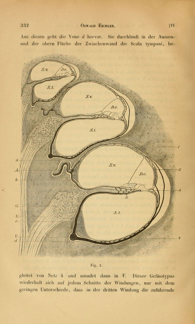 Aus diesen geht die Vene d hervor. Sie durchlauft in der Aussen- und der obern Fläche der Zwischenwand die Scala lympani, be- Fig. 2. gleitet von Netz 4 und mündet dann in V. Dieser Gefässtypus wiederholt sich auf jedem Schnitte der Windungen, nur mit dem geringen Unterschiede, dass in der dritten Windung die zuführende