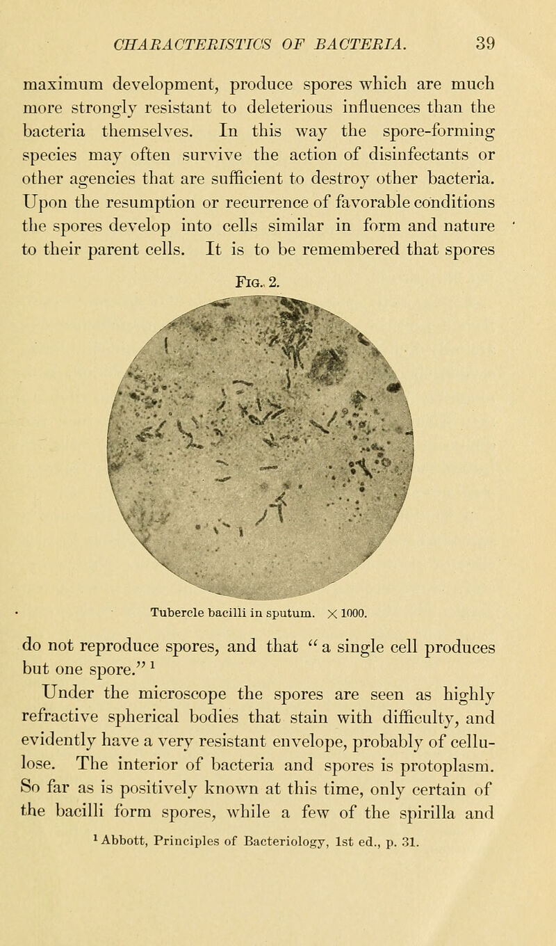 maximum development, produce spores which are much more strongly resistant to deleterious influences than the bacteria themselves. In this way the spore-forming species may often survive the action of disinfectants or other agencies that are sufficient to destroy other bacteria. Upon the resumption or recurrence of favorable conditions the spores develop into cells similar in form and nature to their parent cells. It is to be remembered that spores 1 ' \^ \ Tubercle bacilli in sputum. X 1000. do not reproduce spores, and that  a single cell produces but one spore. ^ Under the microscope the spores are seen as highly refractive spherical bodies that stain with difficulty, and evidently have a very resistant envelope, probably of cellu- lose. The interior of bacteria and spores is protoplasm. So far as is positively known at this time, only certain of the bacilli form spores, while a few of the spirilla and 1 Abbott, Principles of Bacteriology, 1st ed., p. 31.