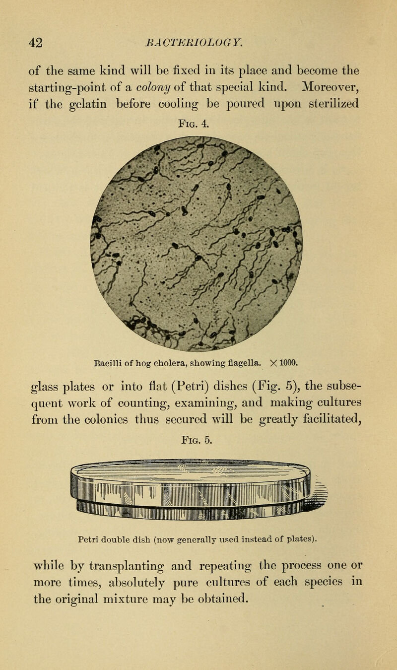 of the same kind will be fixed in its place and become the starting-point of a colony of that special kind. Moreover, if the gelatin before cooling be poured upon sterilized Fig. 4. Bacilli of hog cholera, showing flagella. X 1000. glass plates or into flat (Petri) dishes (Fig. 5), the subse- quent work of counting, examining, and making cultures from the colonies thus secured will be greatly facilitated, Fig. 5. Petri double dish (now generally used instead of plates). while by transplanting and repeating the process one or more times, absolutely pure cultures of each species in the original mixture may be obtained.