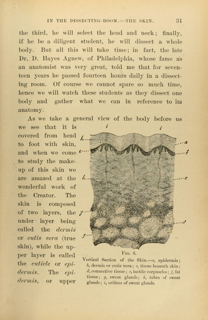 the third, he will select the head and neck; finally, if he be a diligent student, he will dissect a whole body. But all this will take time; in fact, the late Di\ D. Hayes Agnew, of Philadelphia, whose fame as an anatomist was very great, told me that for seven- teen years he passed fourteen hours daily in a dissect- ing room. Of course we cannot spare so much time, hence we will watch these students as they dissect one body and gather what we can in reference to its anatomy. As we take a general view of the body before us we see that it is * / covered from head to foot with skin, and when we come e to study the make- up of this skin we are amazed at the «—-fH wonderful work of the Creator. The skin is composed m of two layers, the /— under ■ layer being called the dermis or cutis vera (true skin), while the up- per layer is called the cuticle or epi- dermis. The epi- dermis, or upper tm ''.' i —c J— —if '^£?^^ Fig. 6. Vertical Section of the Skin.—a, epidermis; b, dermis or cutis vera ; c, tissue beneath skin ; d, connective tissue ; e, tactile corpuscles; /, fat tissue; g, sweat glands; //, tubes of sweat glands ; i, orifices of sweat glands.