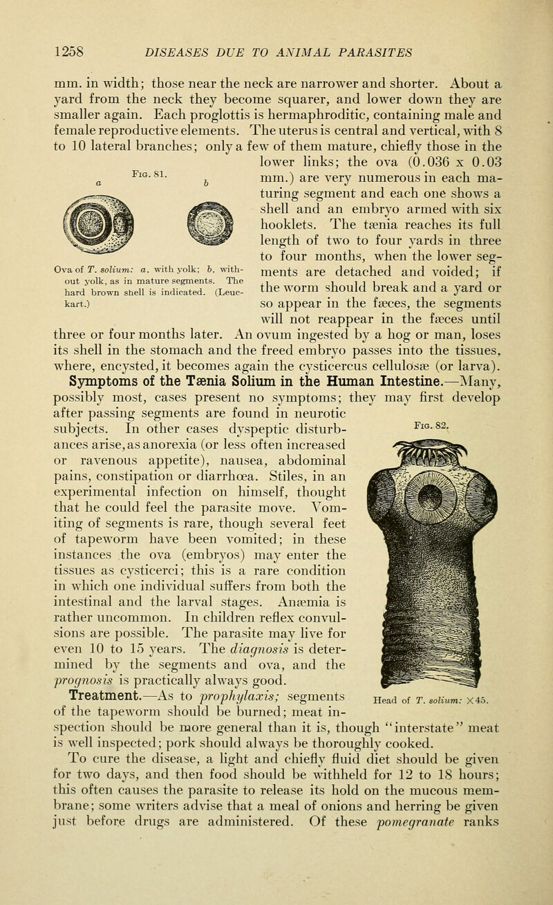 Fig. 81. Ova of T. solium: a, with yolk; b, with- out yolk, as in mature segments. The hard brown shell is indicated. (Leuc- kart.) Fig. 82. mm. in width; those near the neck are narrower and shorter. About a yard from the neck they become squarer, and lower down they are smaller again. Each proglottis is hermaphroditic, containing male and female reproductive elements. The uterus is central and vertical, with 8 to 10 lateral branches; only a few of them mature, chiefly those in the lower links; the ova (0.036 x 0.03 mm.) are very numerous in each ma- turing segment and each one shows a shell and an embryo armed with six booklets. The taenia reaches its full length of two to four yards in three to four months, when the lower seg- ments are detached and voided; if the worm should break and a yard or so appear in the faeces, the segments will not reappear in the faeces until three or four months later. An ovum ingested by a hog or man, loses its shell in the stomach and the freed embryo passes into the tissues^ where, encysted, it becomes again the cysticercus cellulosae (or larva). Symptoms of the Taenia Solium in the Hmnan Intestine.—]\Iany, possibly most, cases present no symptoms; they may first develop after passing segments are found in neurotic subjects. In other cases dyspeptic disturb- ances arise, as anorexia (or less often increased or ravenous appetite), nausea, abdominal pains, constipation or diarrhoea. Stiles, in an experimental infection on himself, thought that he could feel the parasite move. Vom- iting of segments is rare, though several feet of tapeworm have been vomited; in these instances the ova (embryos) may enter the tissues as cysticerci; this is a rare condition in which one individual suffers from both the intestinal and the larval stages. Anaemia is rather uncommon. In children reflex convul- sions are possible. The parasite may live for even 10 to 15 years. The diagnosis is deter- mined by the segments and ova, and the 'prognosis is practically always good. Treatment.—As to prophylaxis; segments of the tapeworm should be burned; meat in- spection should be more general than it is, though interstate meat is well inspected; pork should always be thoroughly cooked. To cure the disease, a light and chiefly fluid diet should be given for two days, and then food should be withheld for 12 to 18 hours; this often causes the parasite to release its hold on the mucous mem- brane; some writers advise that a meal of onions and herring be given just before drugs are administered. Of these pomegranate ranks Head of T. solium: X45.