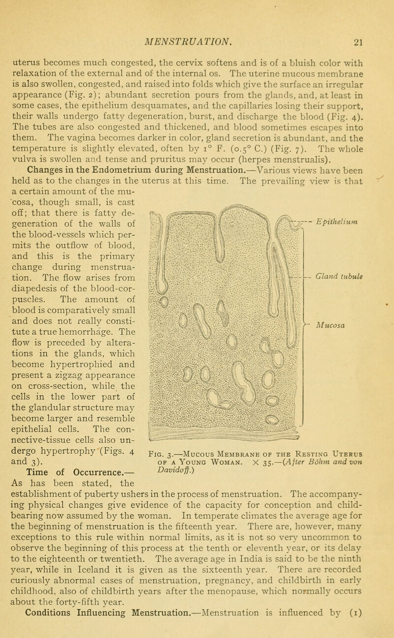 - Epithelium Gland tubule Mucosa uterus becomes much congested, the cervix softens and is of a bluish color with relaxation of the external and of the internal os. The uterine mucous membrane is also swollen, congested, and raised into folds which give the surface an irregular appearance (Fig. 2); abundant secretion pours from the glands, and, at least in some cases, the epithelium desquamates, and the capillaries losing their support, their walls undergo fatty degeneration, burst, and discharge the blood (Fig. 4). The tubes are also congested and thickened, and blood sometimes escapes into them. The vagina becomes darker in color, gland secretion is abundant, and the temperature is slightly elevated, often by 1° F. (0.5° C.) (Fig. 7). The whole vulva is swollen and tense and pruritus may occur (herpes menstrualis). Changes in the Endometrium during Menstruation.—Various views have been held as to the changes in the uterus at this time. The prevailing view is that a certain amount of the mu- cosa, though small, is cast off; that there is fatty de- generation of the walls of the blood-vessels which per- mits the outflow of blood, and this is the primary change during menstrua- tion. The flow arises from diapedesis of the blood-cor- puscles. The amount of blood is comparatively small and does not really consti- tute a true hemorrhage. The flow is preceded by altera- tions in the glands, which become hypertrophied and present a zigzag appearance on cross-section, while the cells in the lower part of the glandular structure may become larger and resemble epithelial cells. The con- nective-tissue cells also un- dergo hypertrophy (Figs. 4 and 3). Time of Occurrence.— As has been stated, the establishment of puberty ushers in the process of menstruation. The accompany- ing physical changes give evidence of the capacity for conception and child- bearing now assumed by the woman. In temperate climates the average age for the beginning of menstruation is the fifteenth year. There are, however, many exceptions to this rule within normal limits, as it is not so very uncommon to observe the beginning of this process at the tenth or eleventh year, or its delay to the eighteenth or twentieth. The average age in India is said to be the ninth year, while in Iceland it is given as the sixteenth year. There are recorded curiously abnormal cases of menstruation, pregnancy, and childbirth in early childhood, also of childbirth years after the menopause, which normally occurs about the forty-fifth year. Conditions Influencing Menstruation.—Menstruation is influenced by (i) Fig. 3.—Mucous Membrane of the Resting Uterus OF A Young Woman. X 35.—(Afier Bohm and von Davidojj.)